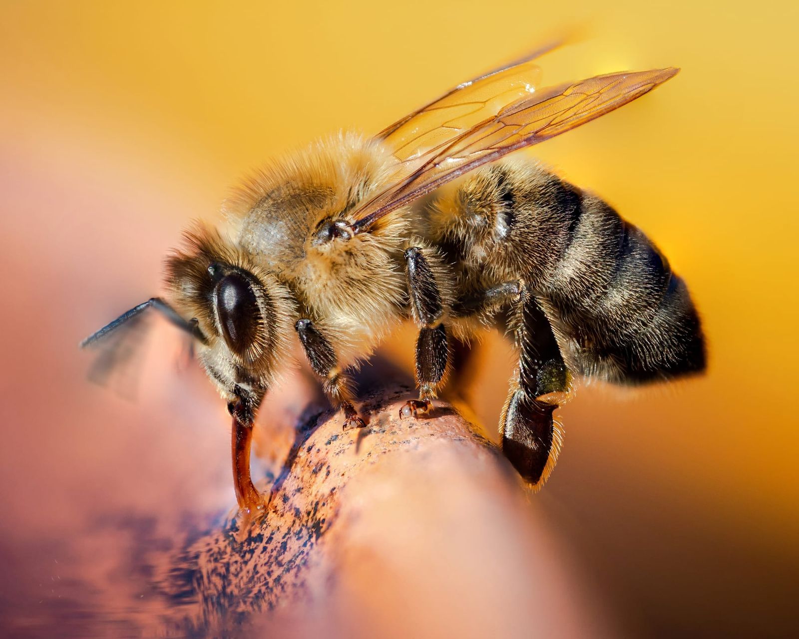 Western honey bee drinking