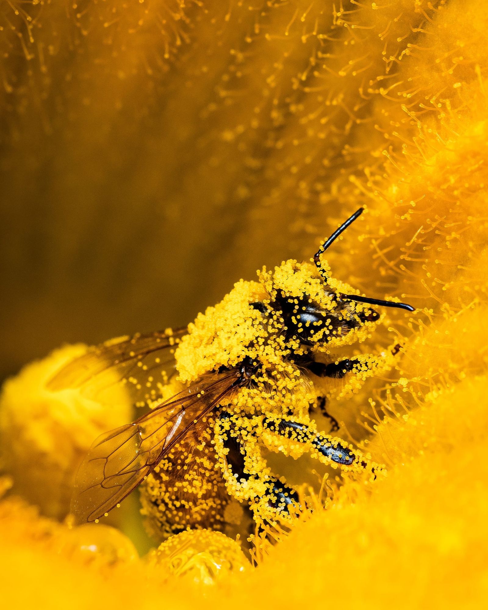 Western honey bee pollen