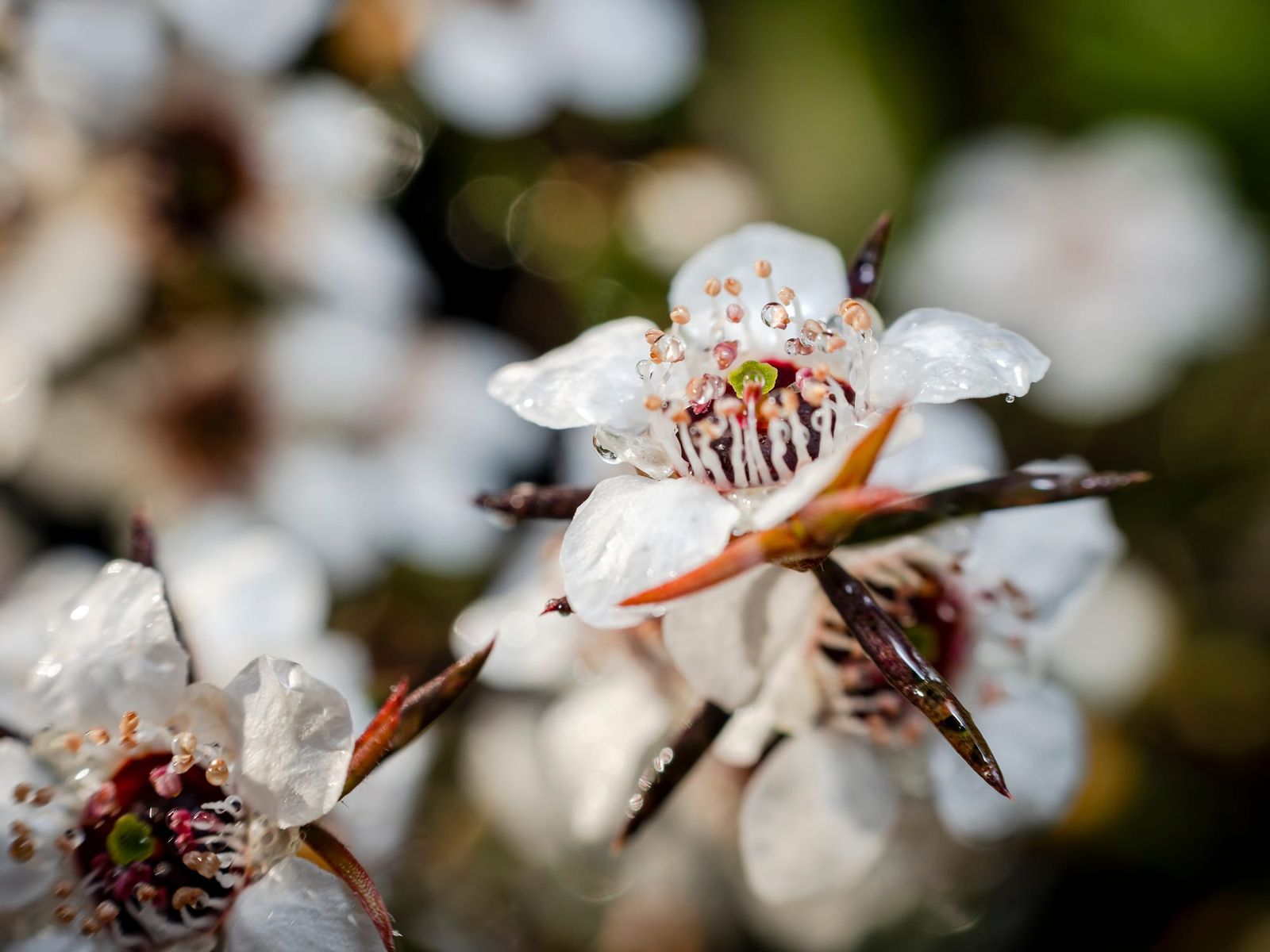 White manuka flower