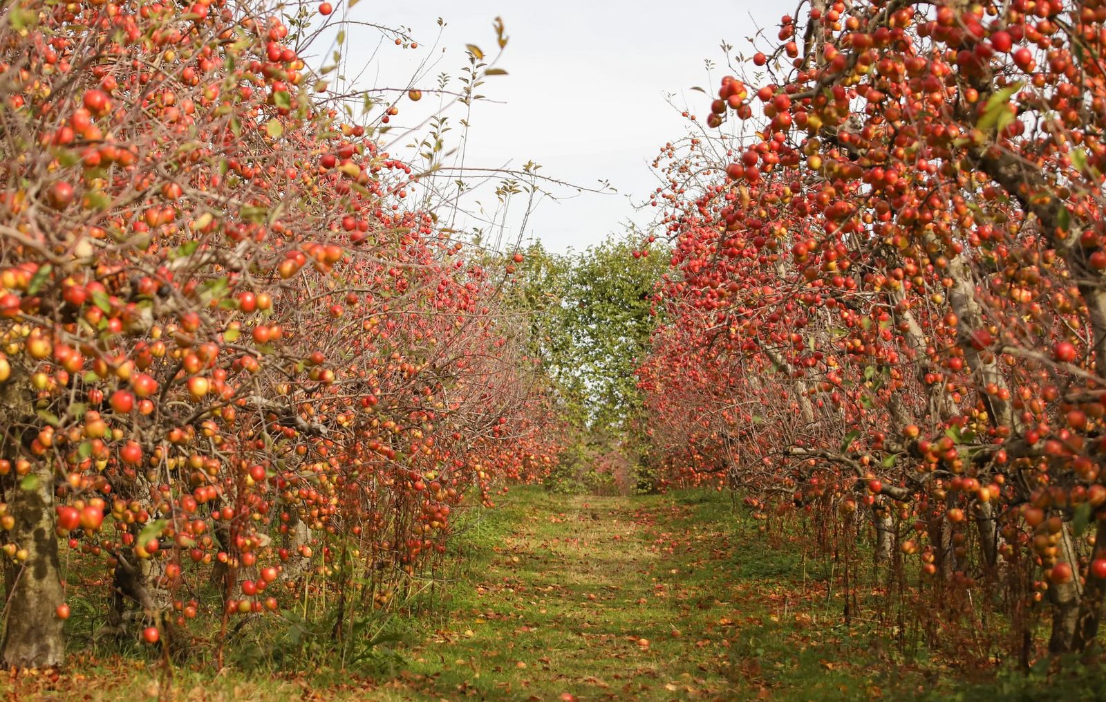 Apple orchard rows in autumn