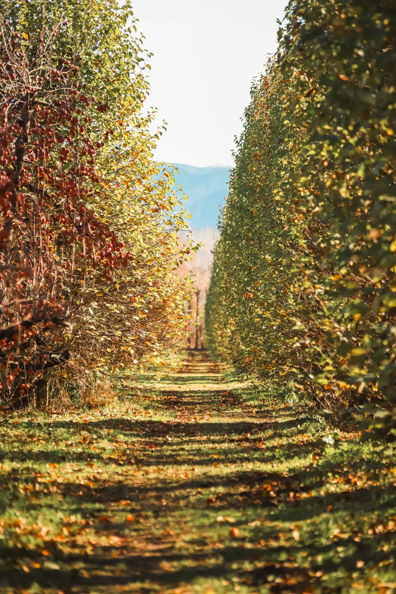 Tree-lined apple orchard pathway in autumn