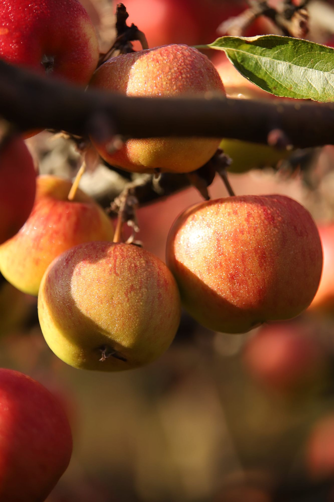 Cluster of ripe apples on tree