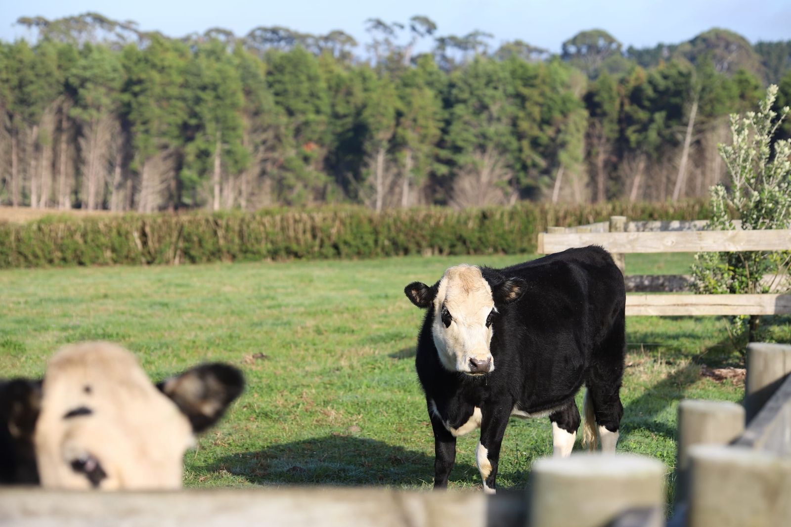 Cow by wooden fence