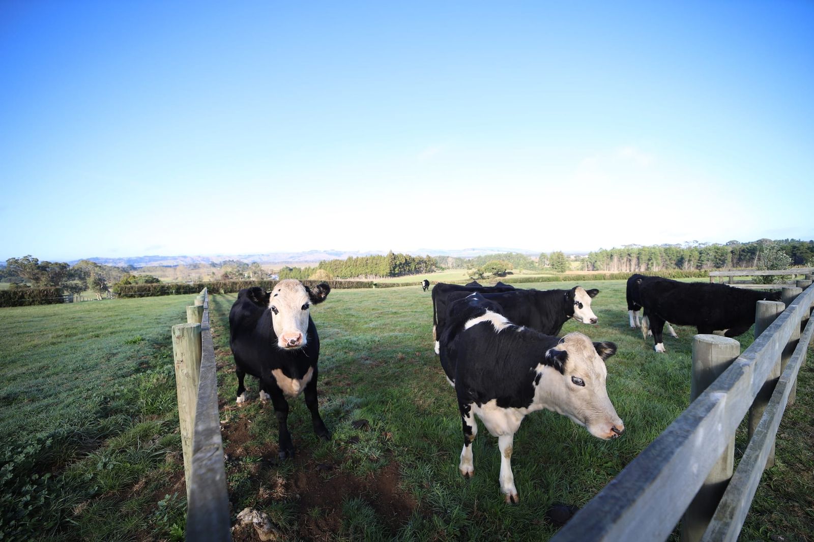 Herd of cows in paddock