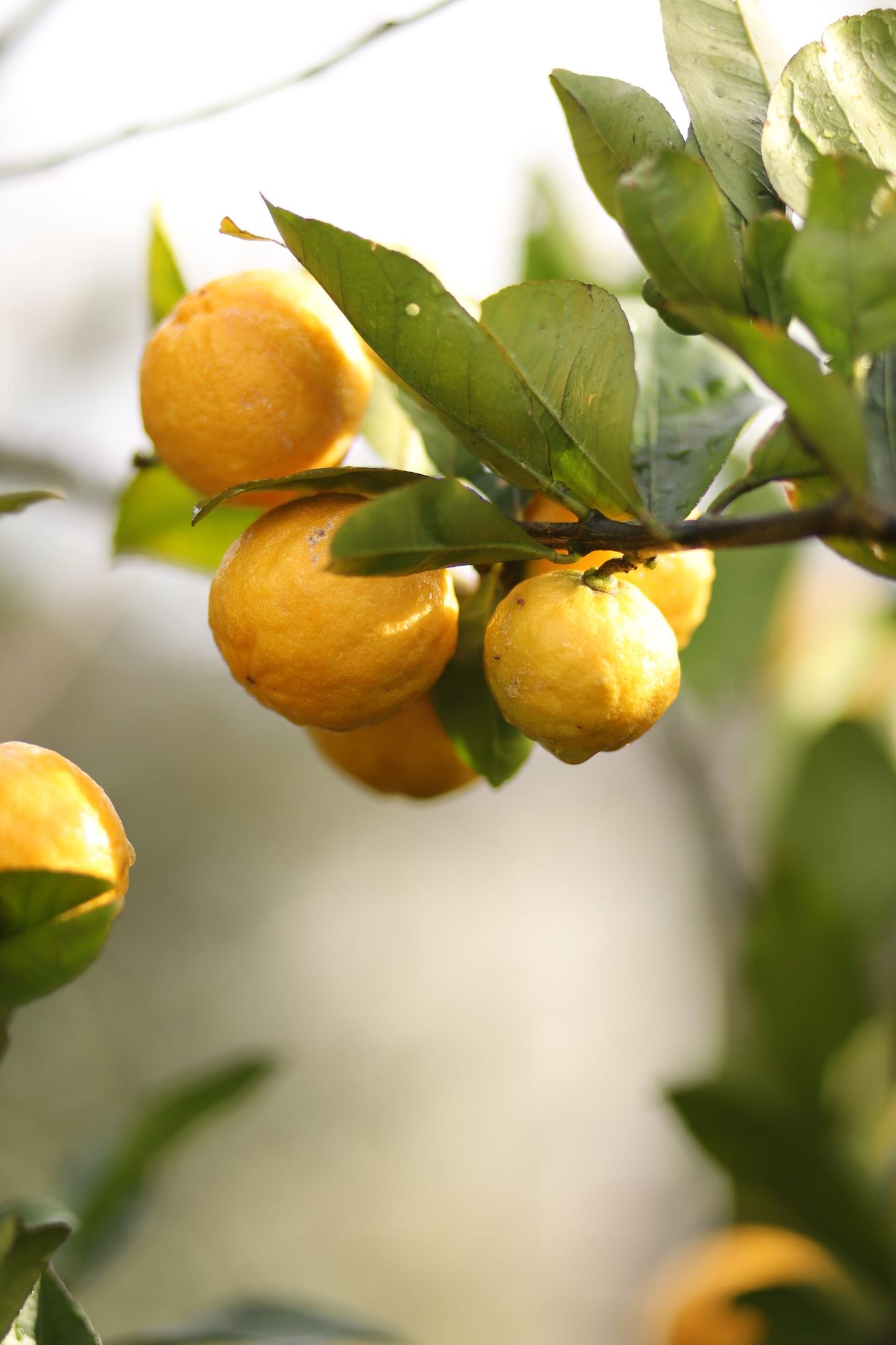 Yellow citrus fruit on branch