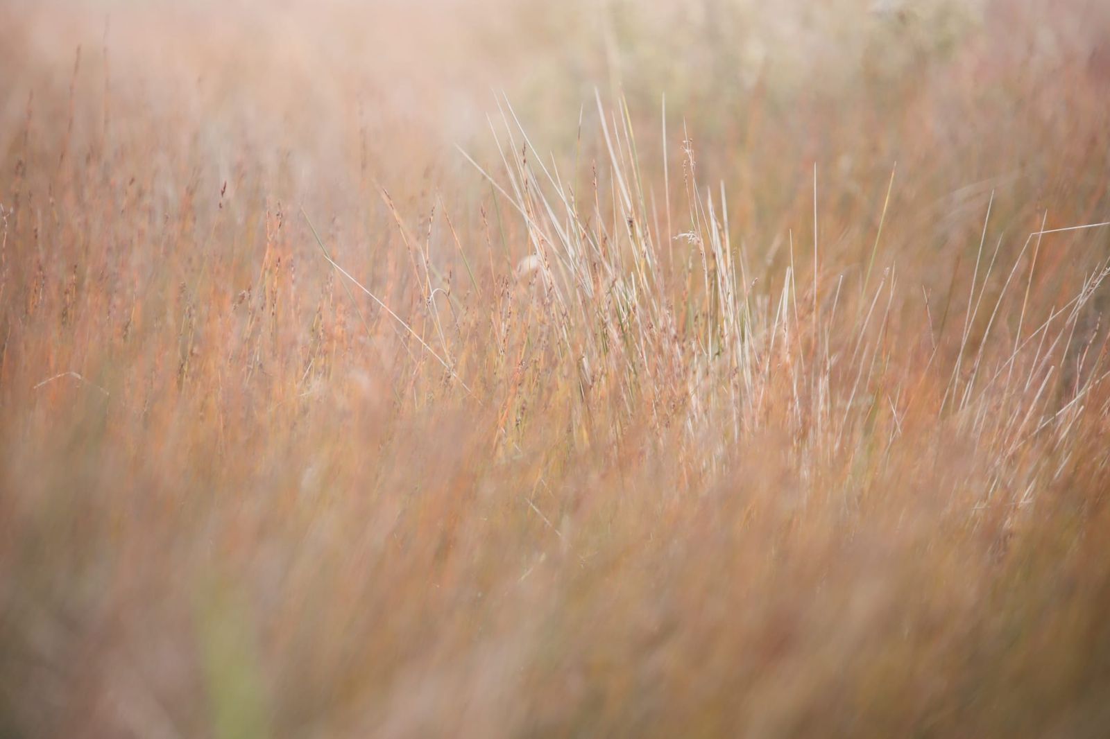 Autumn grasses