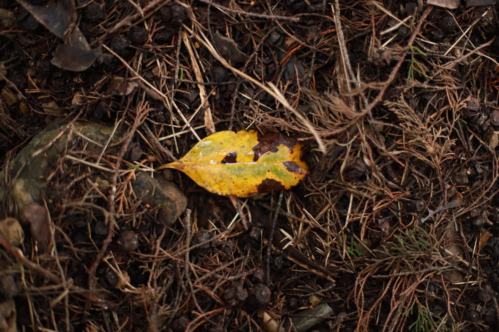 Autumn leaf