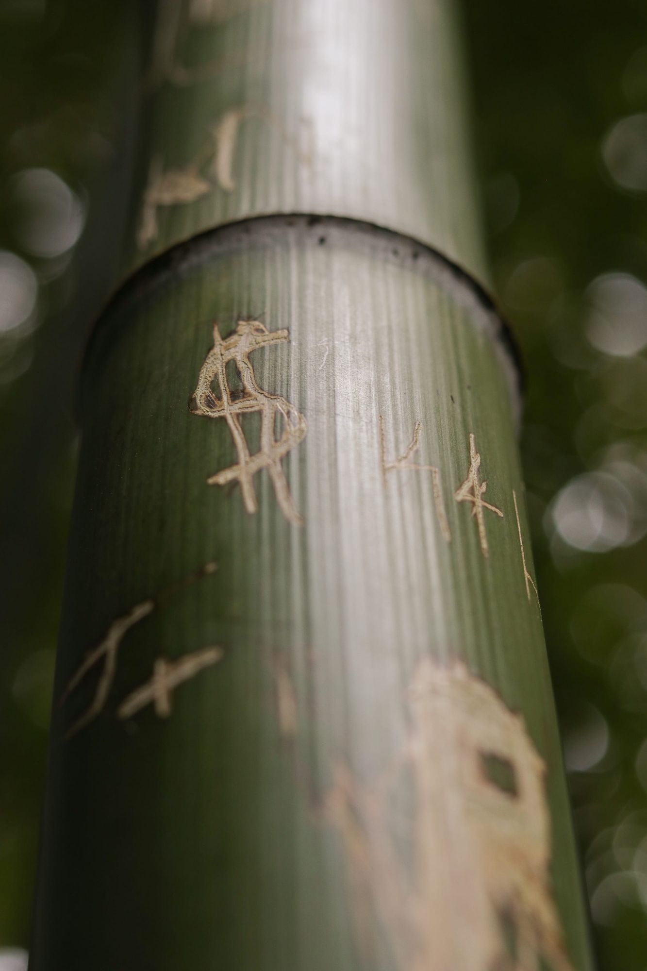 Bamboo symbols