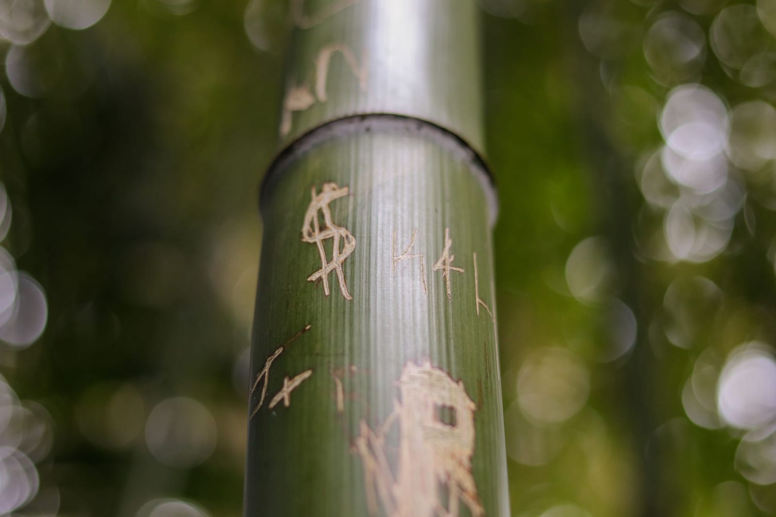 Bamboo