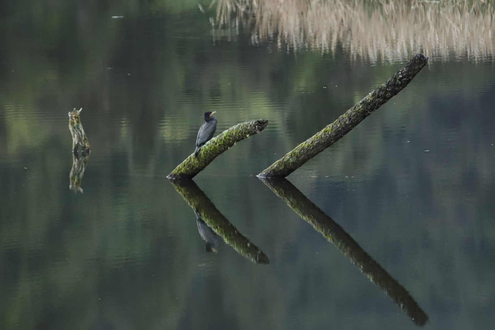Bird on mossy branch