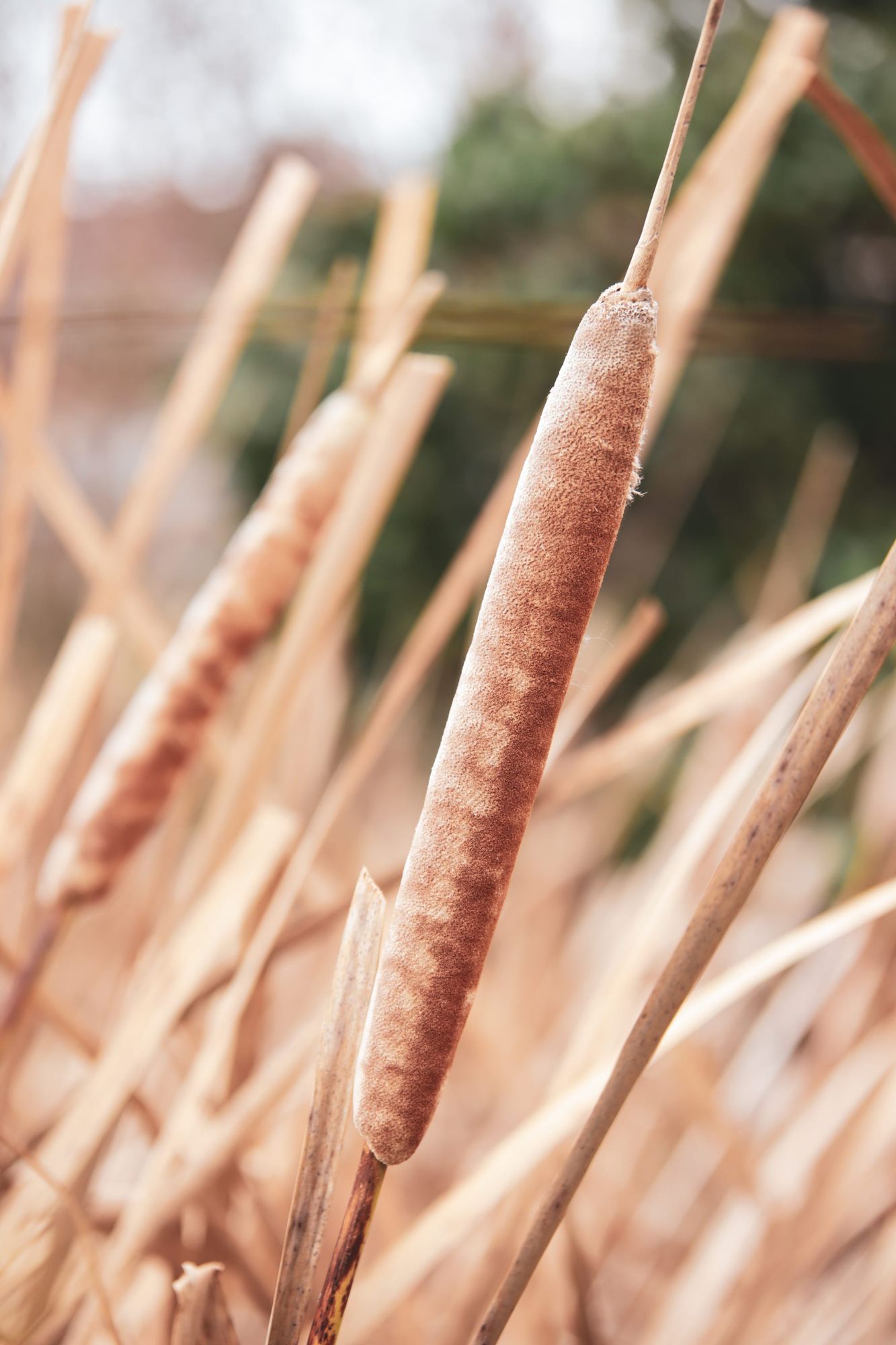 Cattail