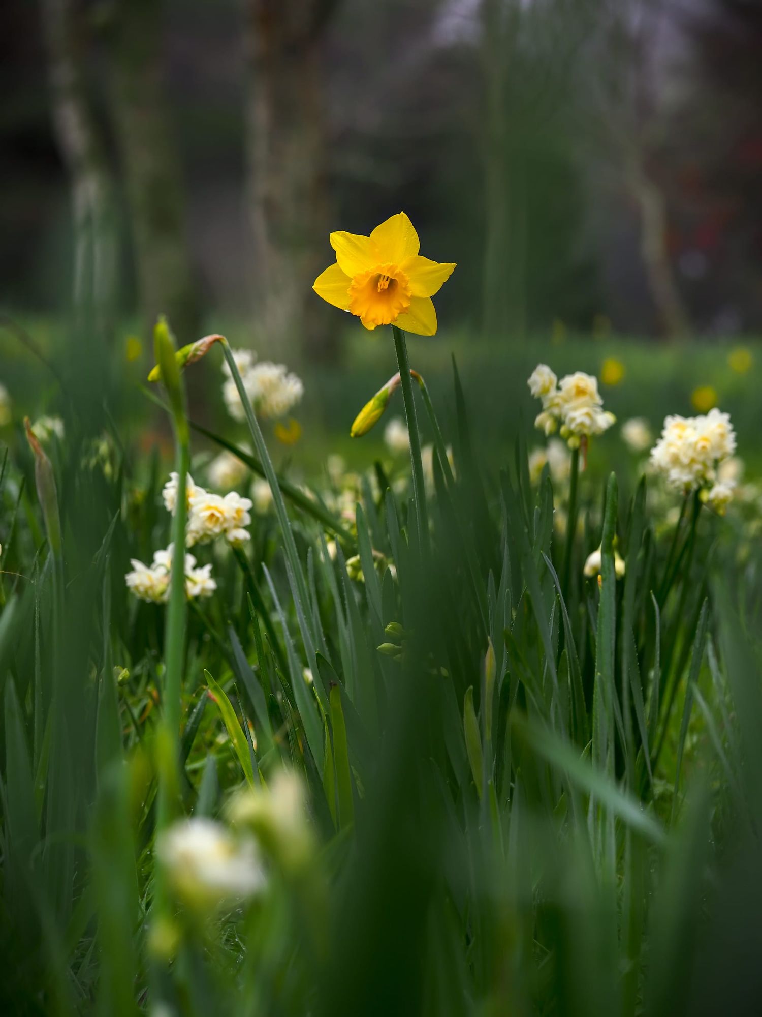 Daffodil, early cheer, winter, spring