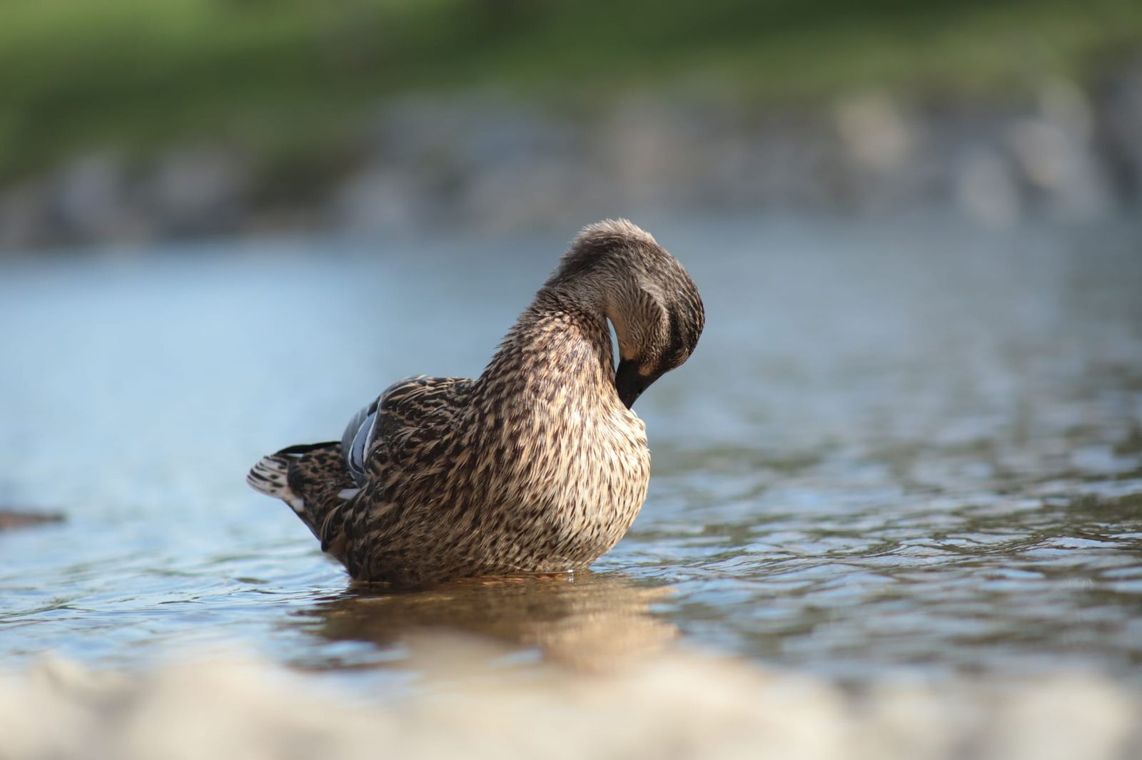 Duck resting in shallow water