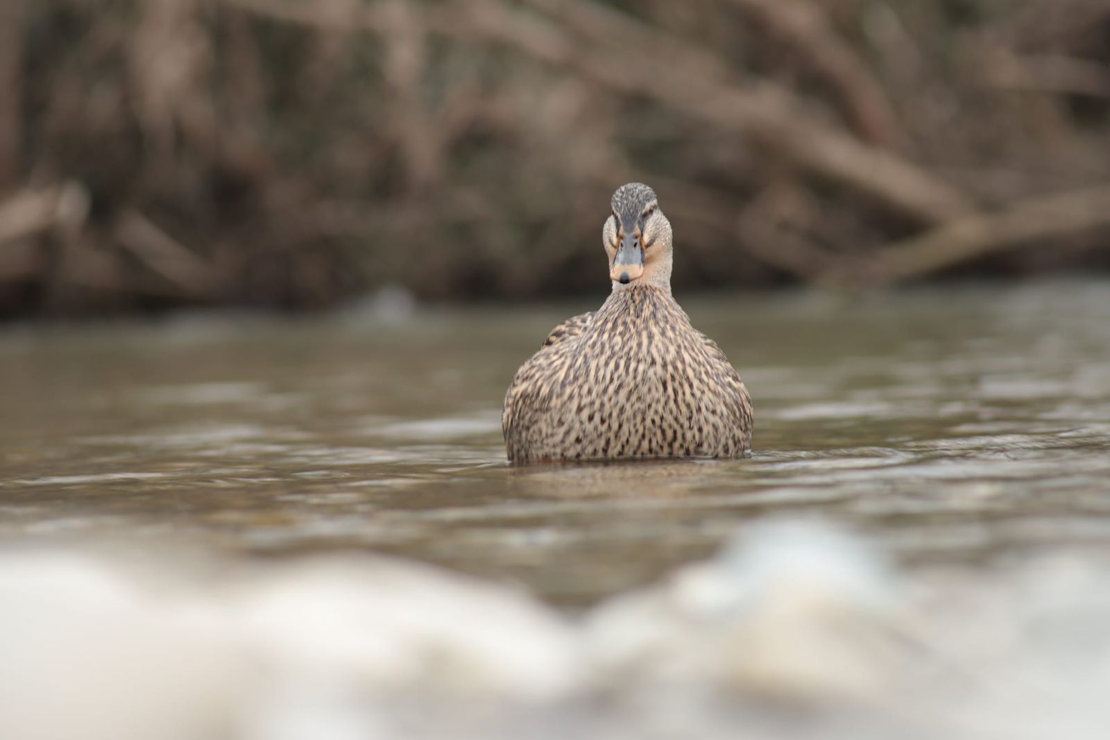 Duck in shallow water