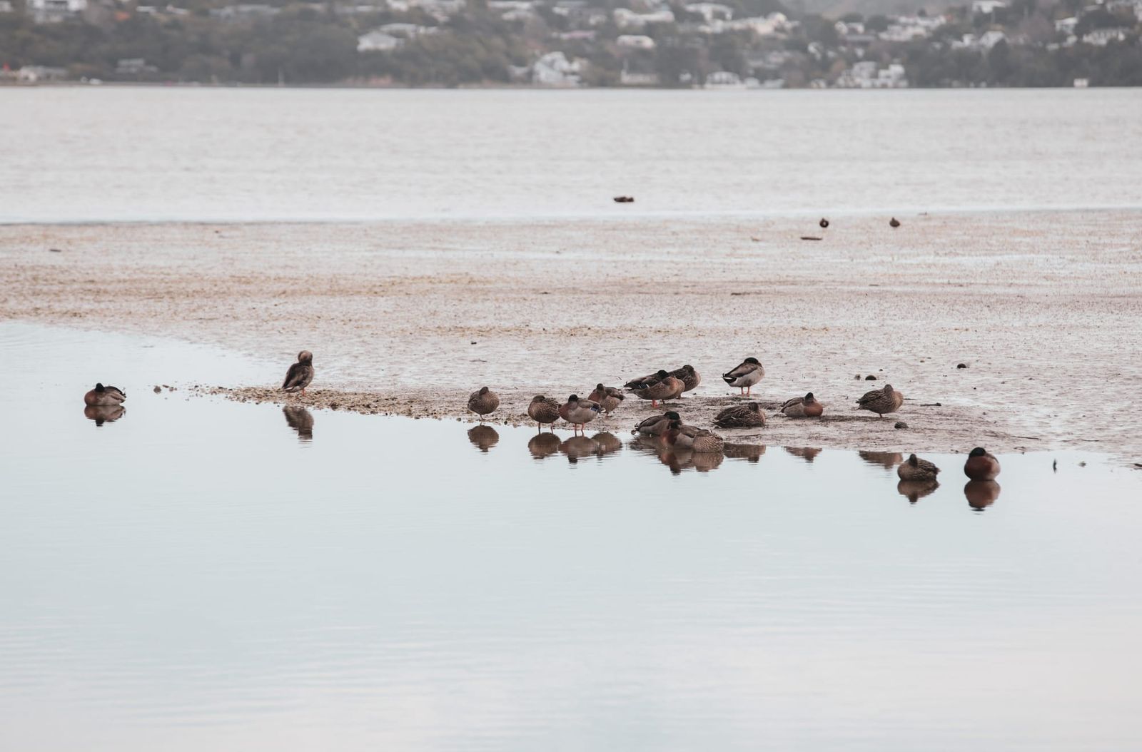 Ducks on a sandbar