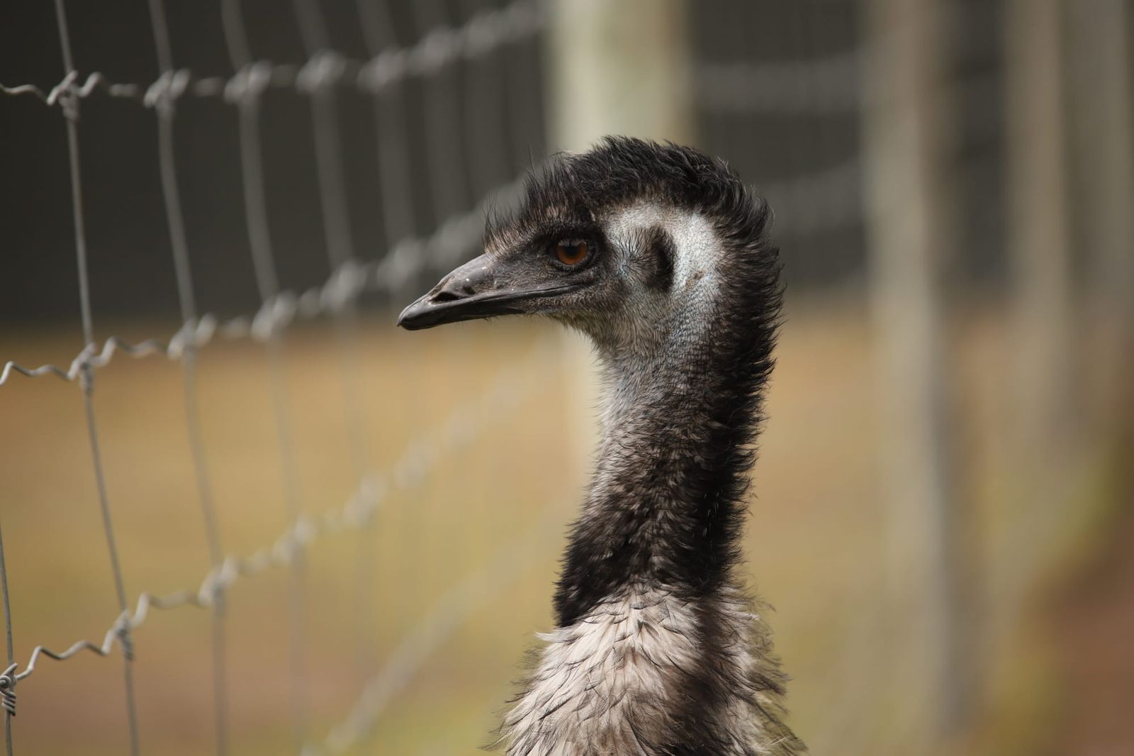 Emu close-up