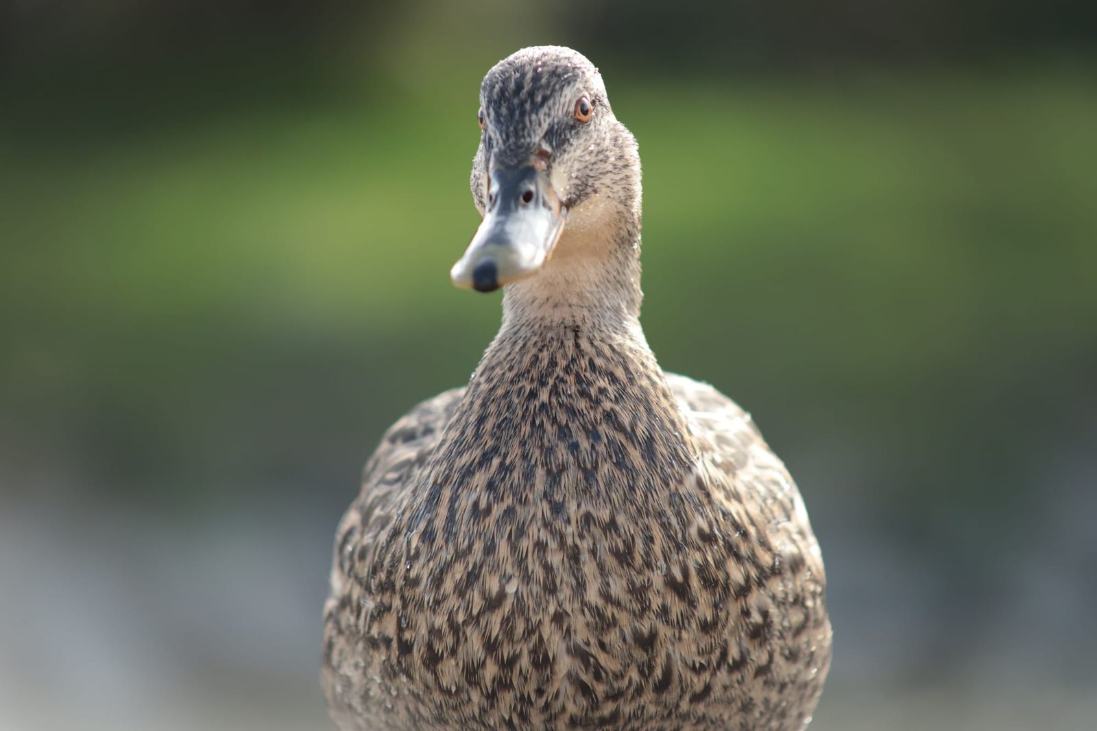 Female mallard close-up