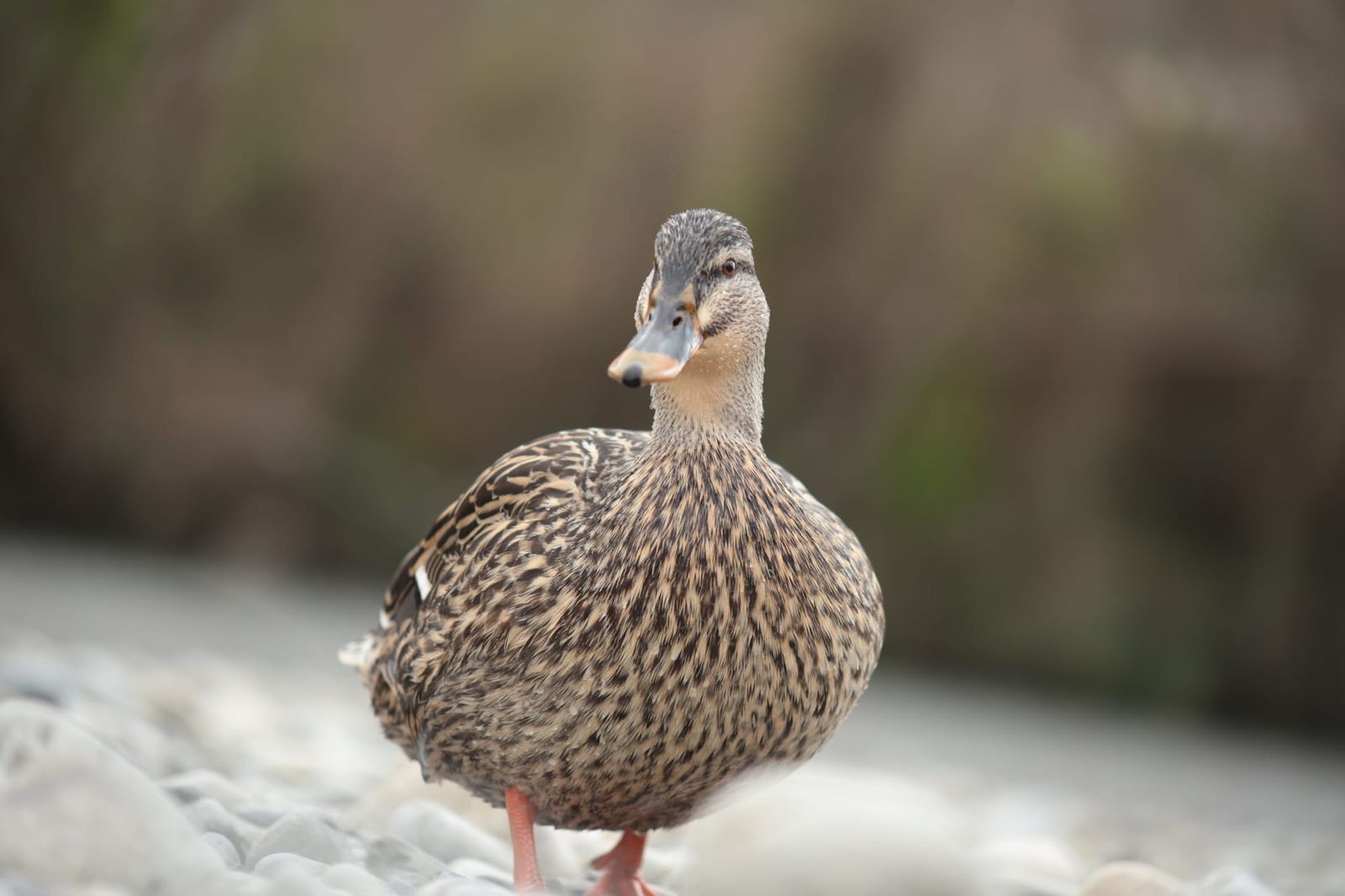 Female mallard on riverbank