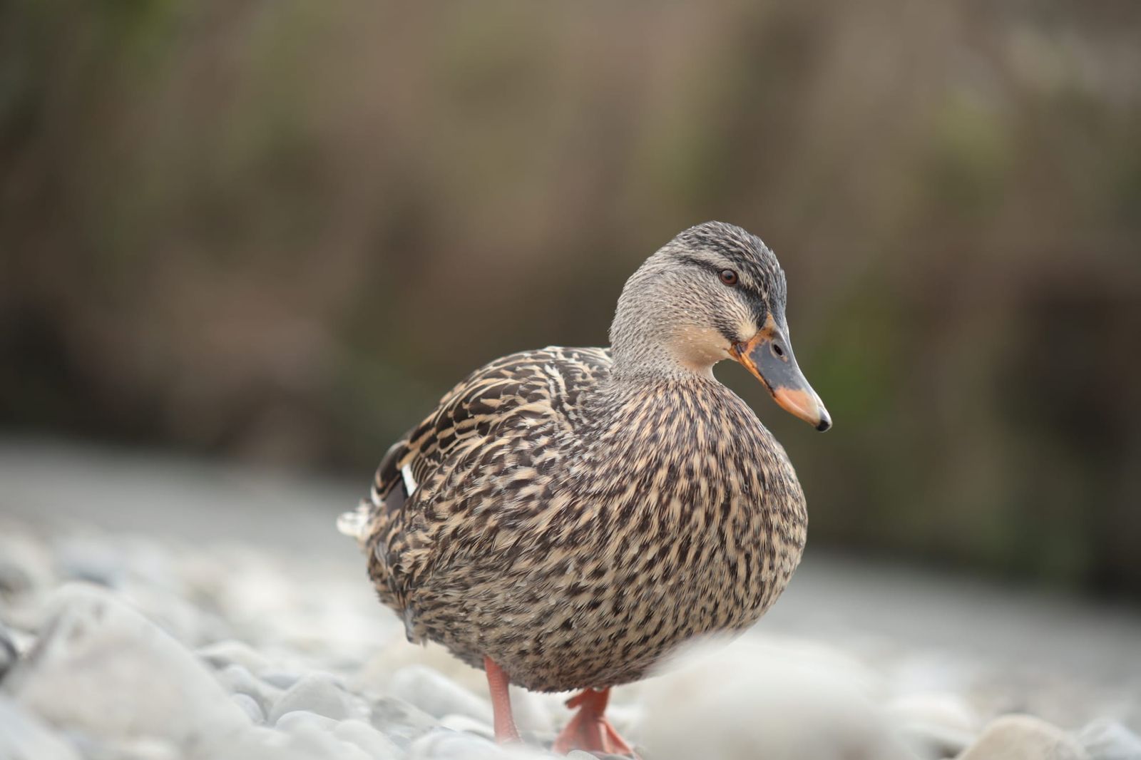 Female mallard