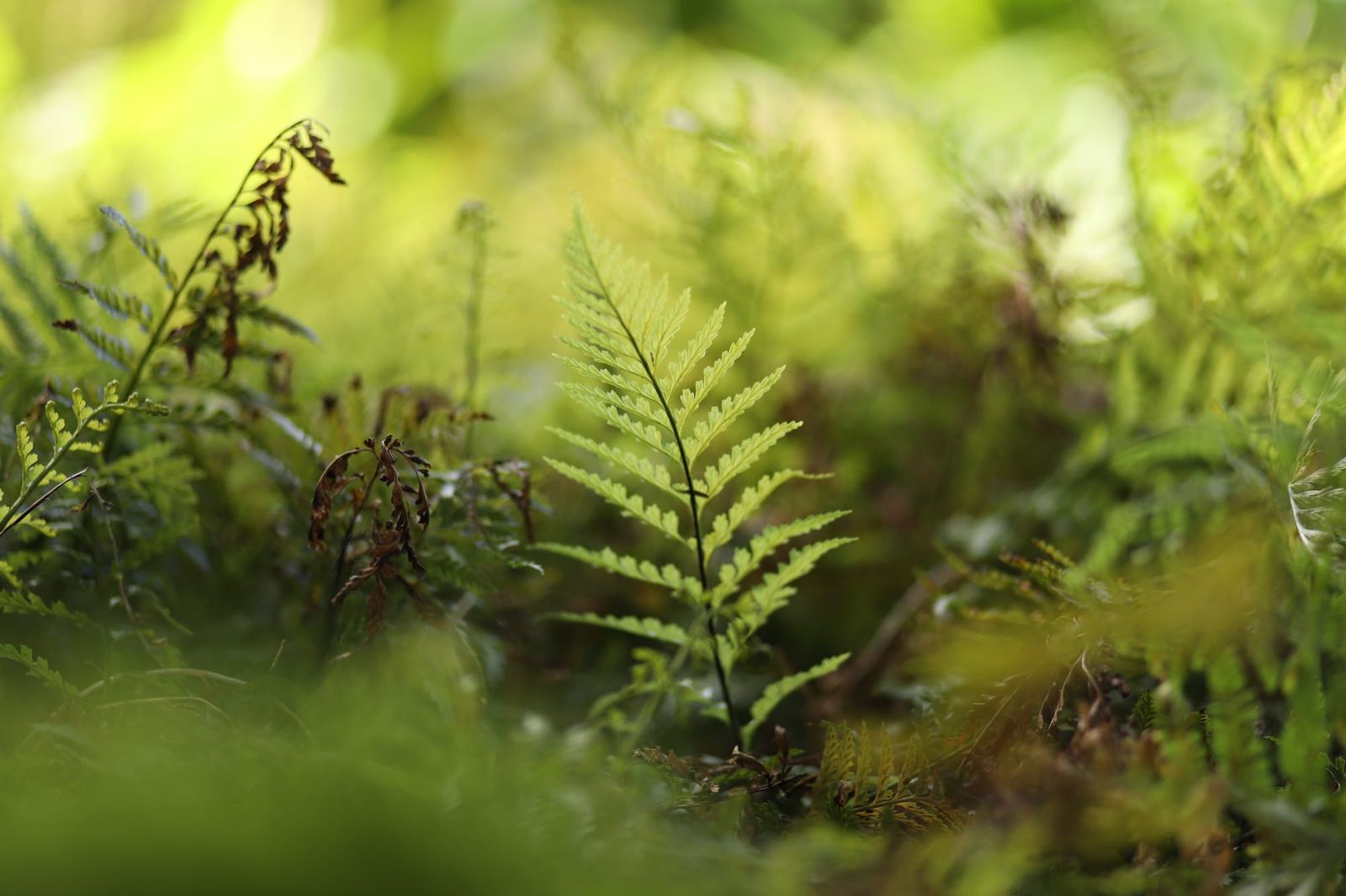 Fern in the forest glow