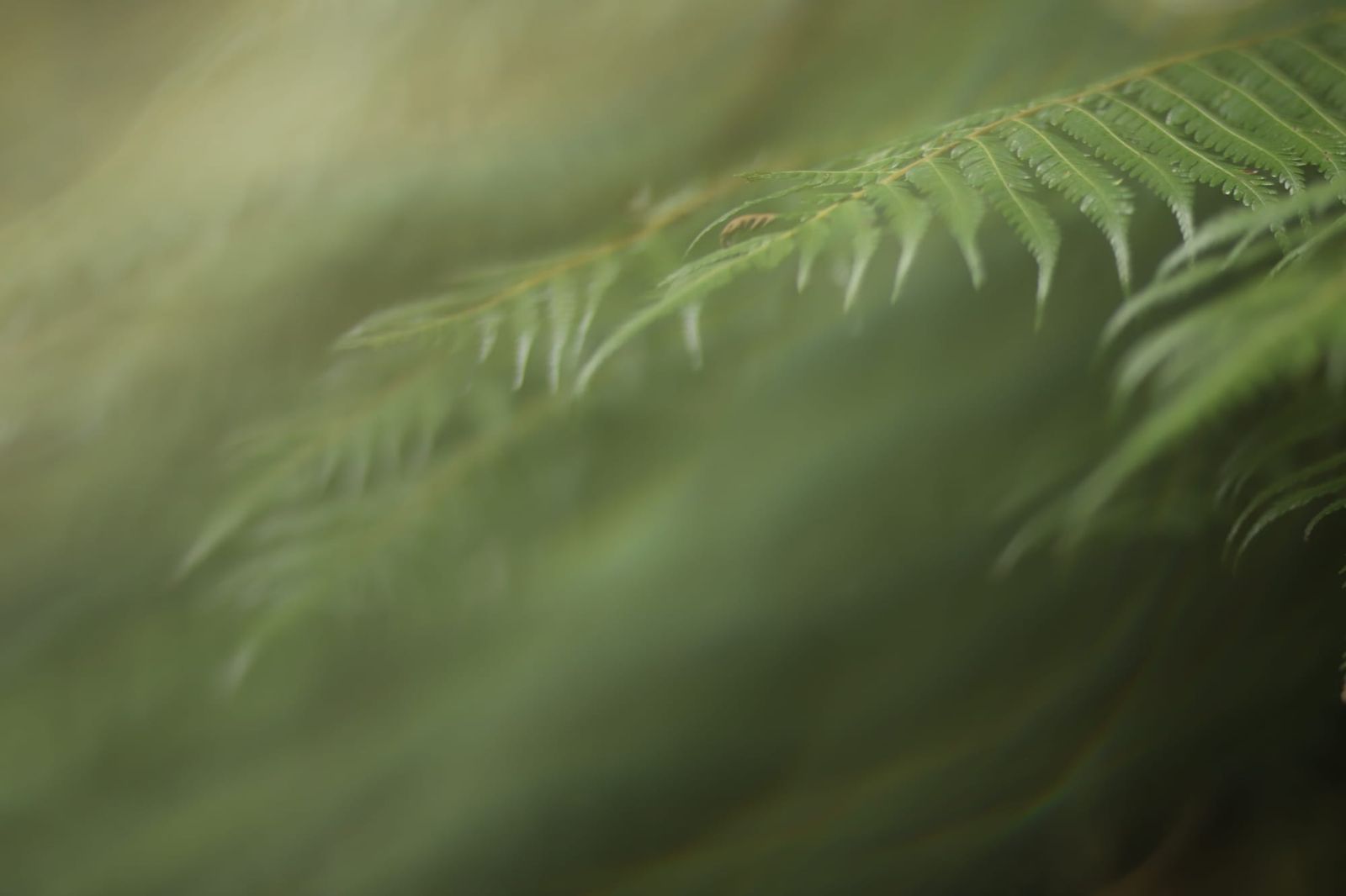 Fern foliage focus