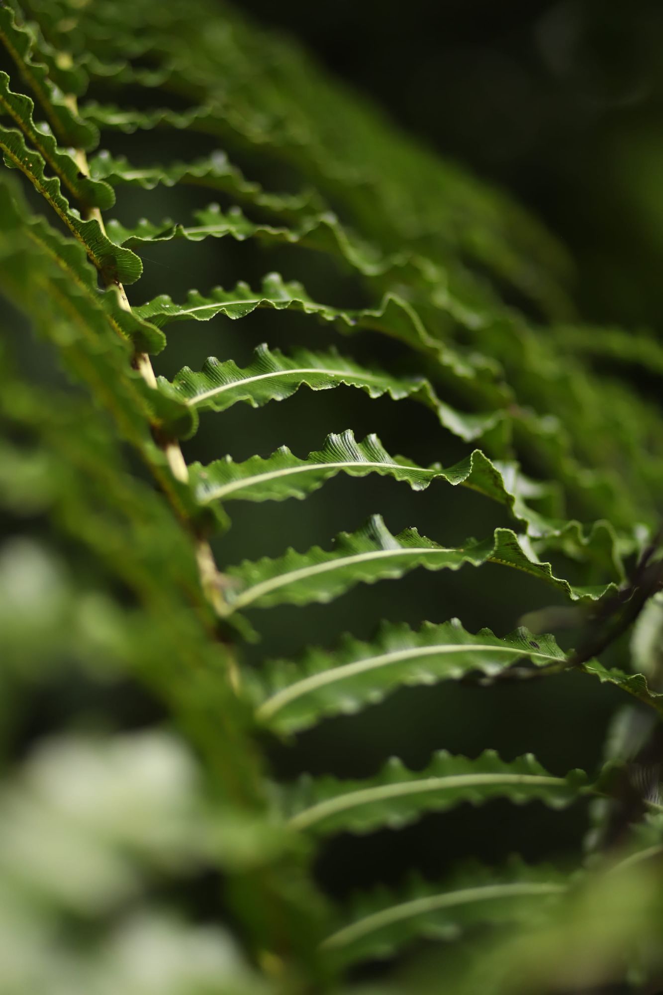 Fern branch