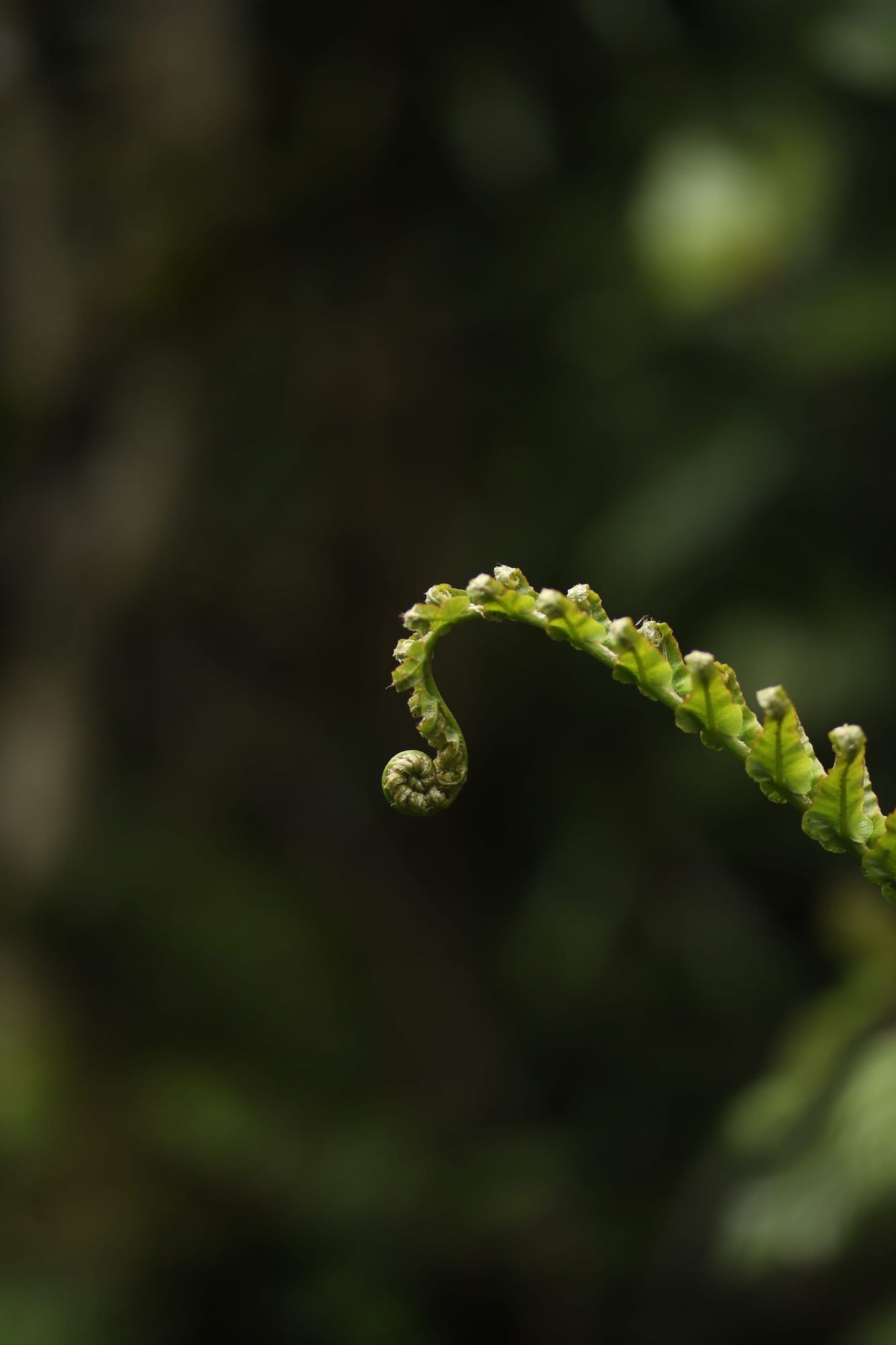 Fern frond unfurling