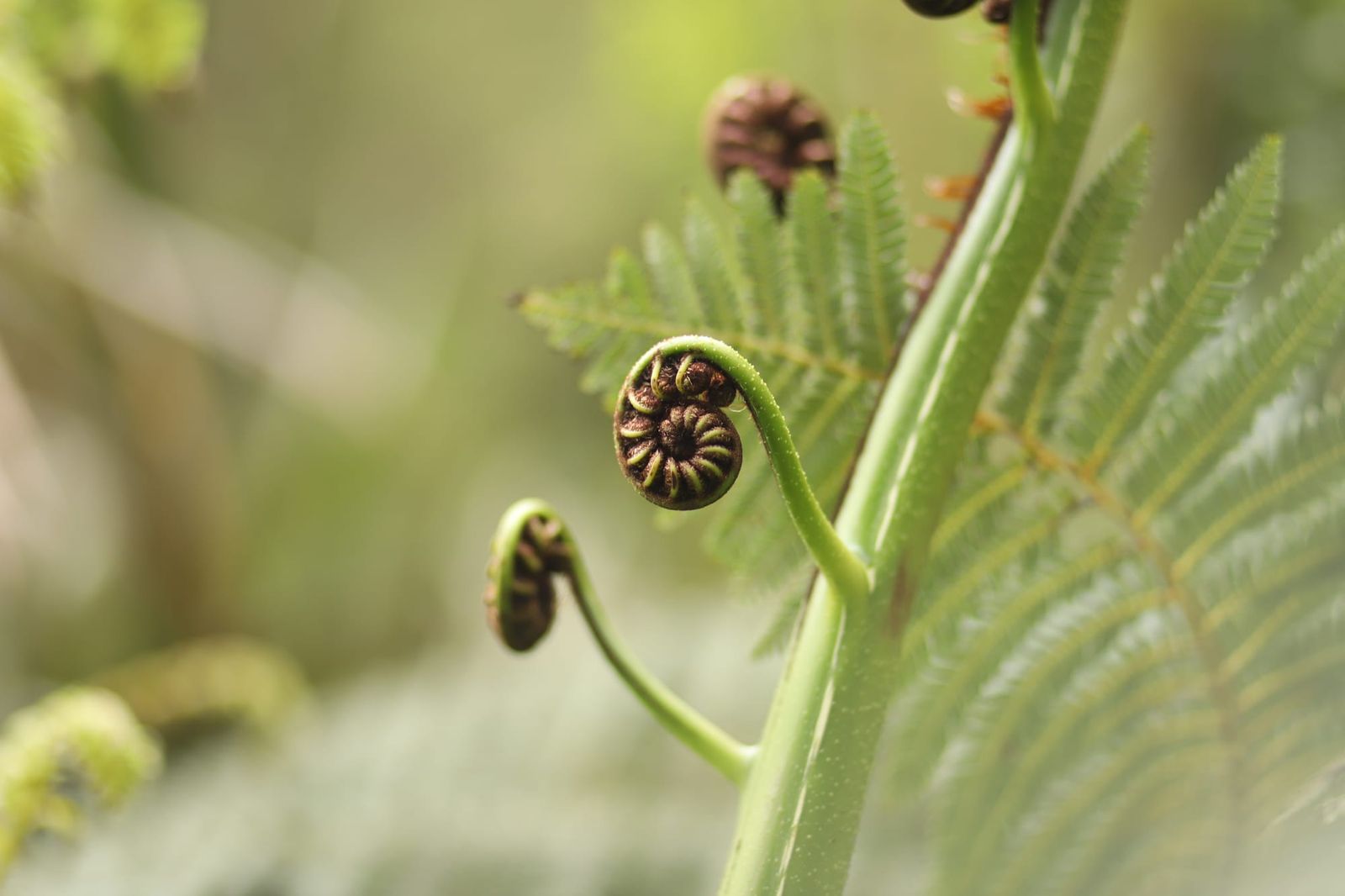 Fern fronds