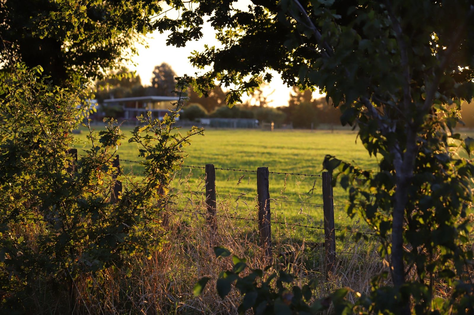 Field, fence, and house at golden hour