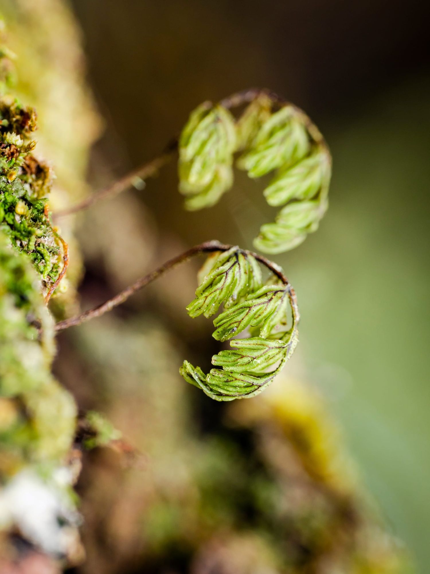 Filmy fern frond growth tree trunk