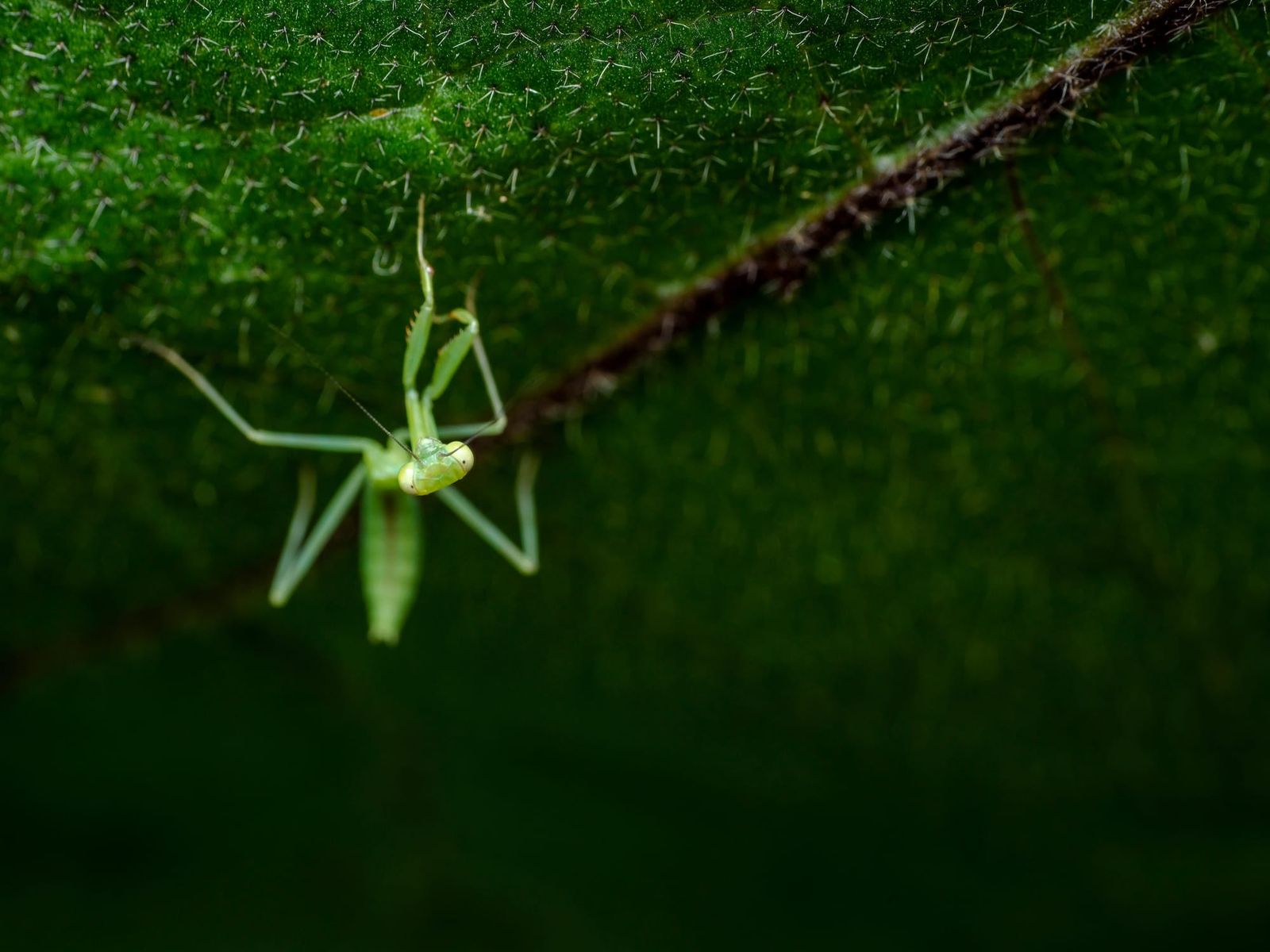 Juvenile praying mantis