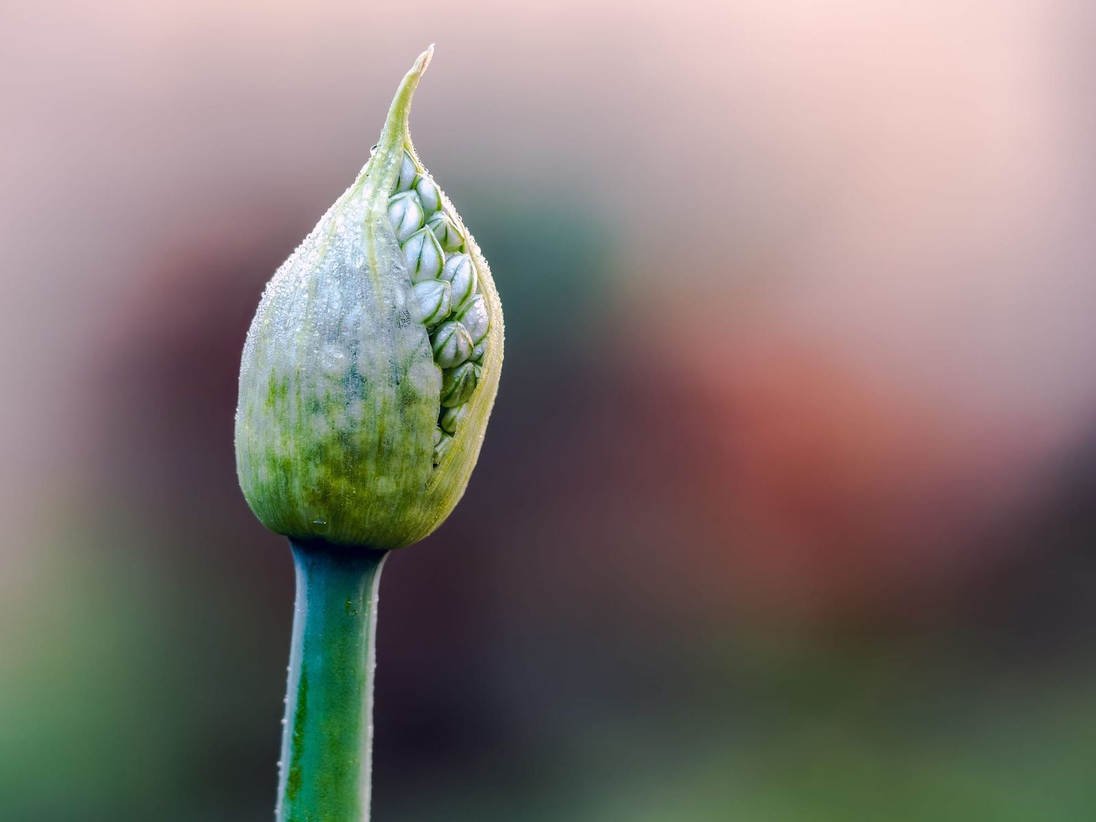 Leek flower head garden