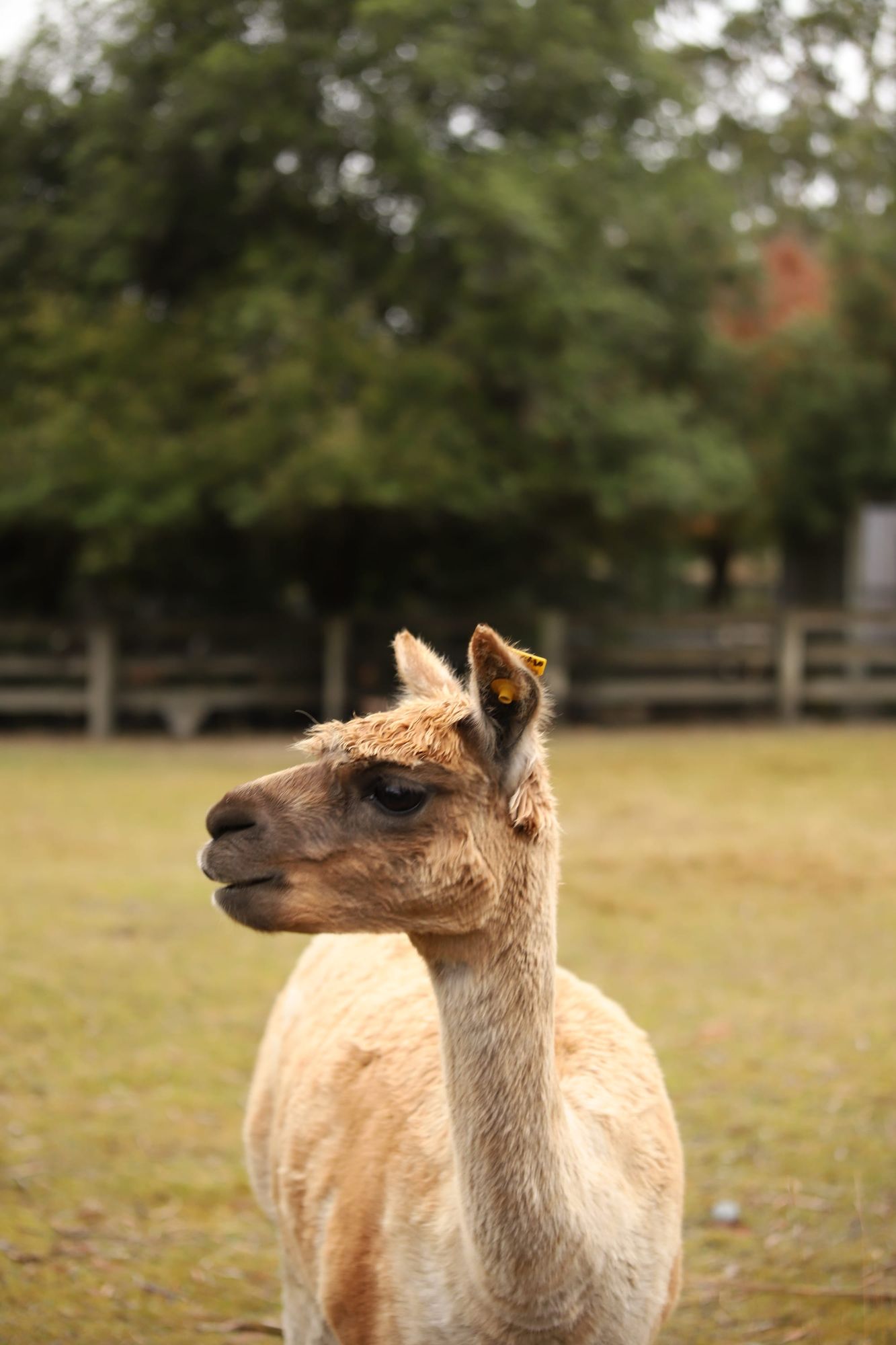 Light brown alpaca