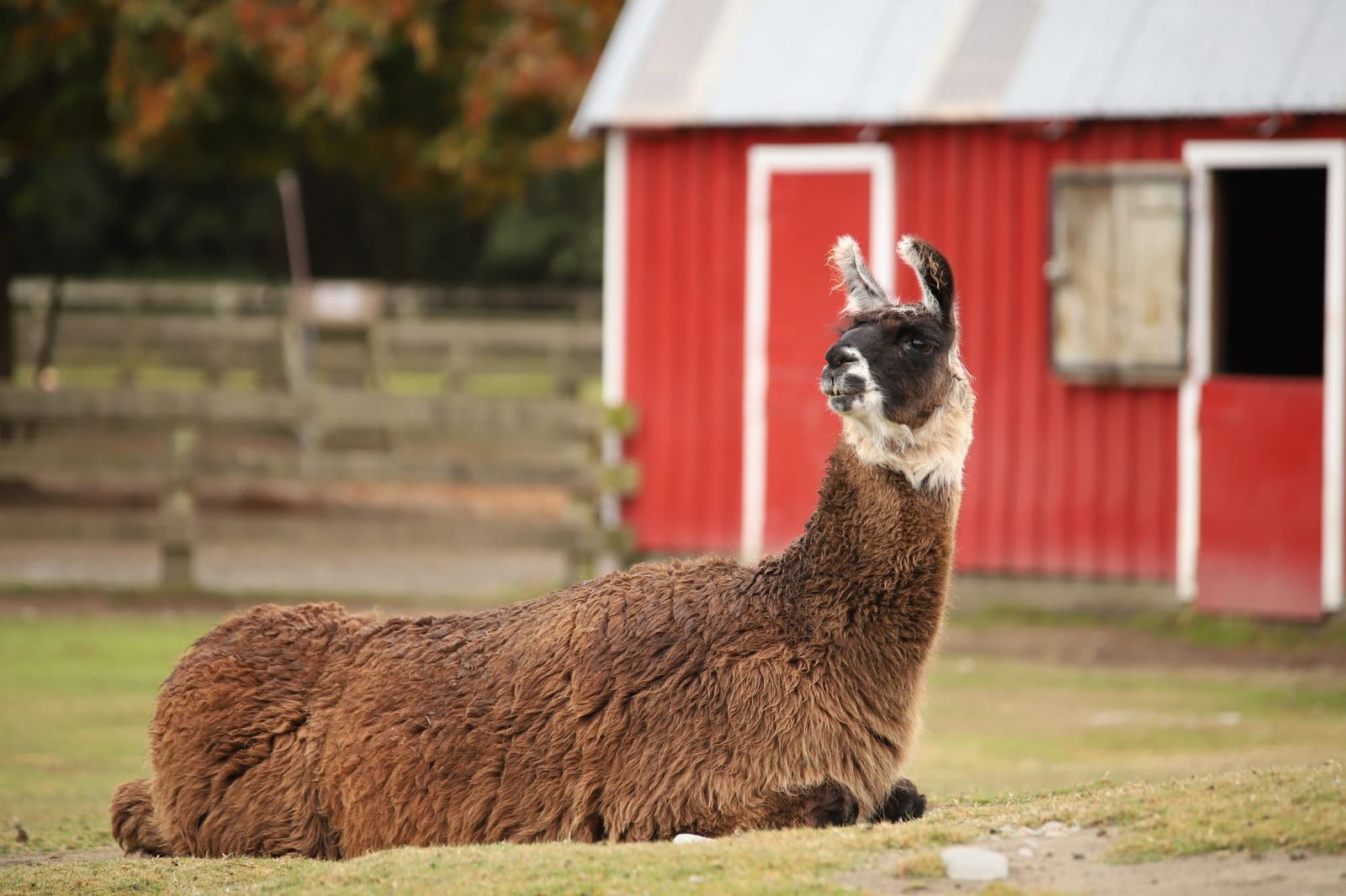 Llama resting