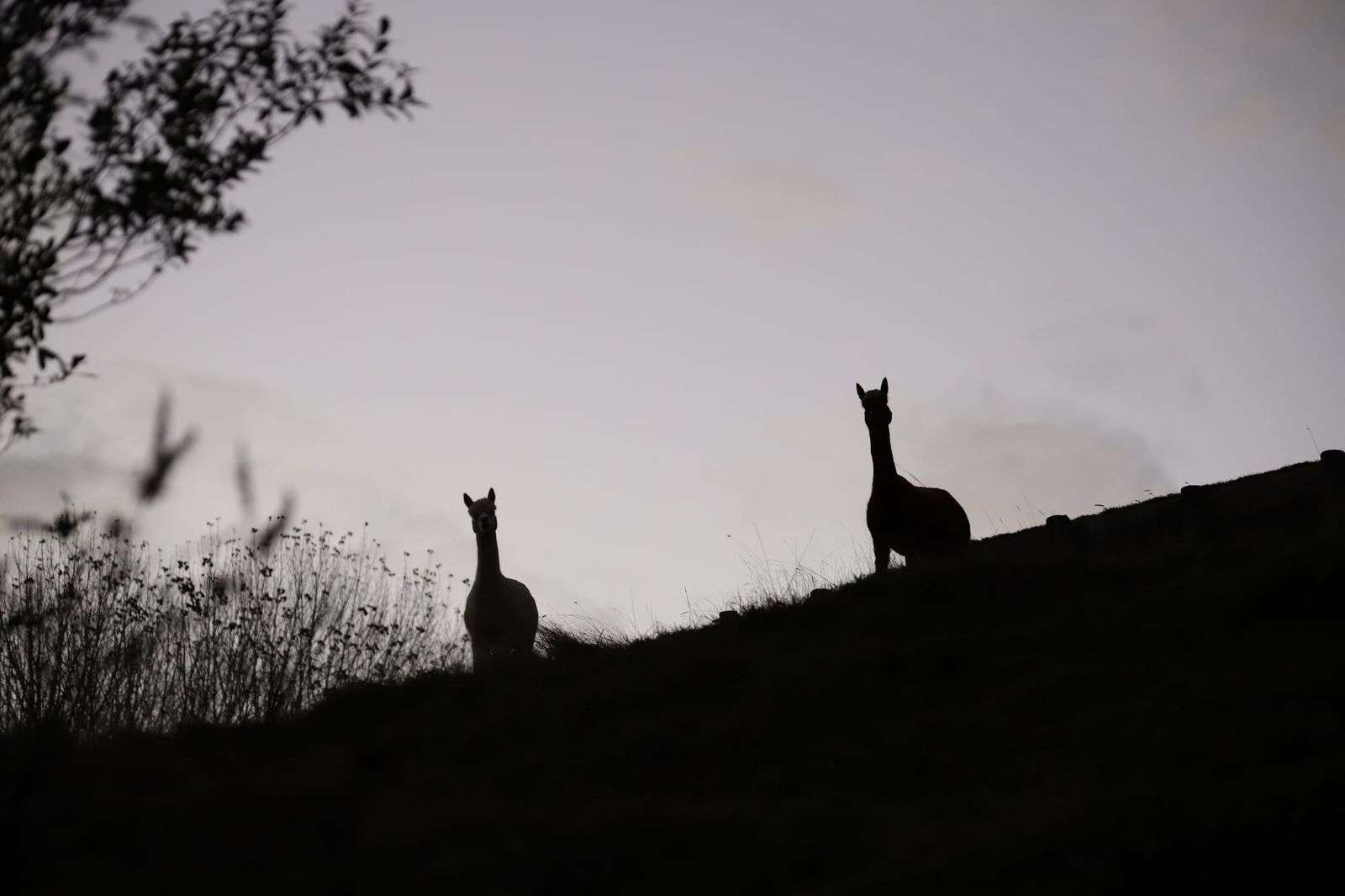 Llama silhouettes at dusk
