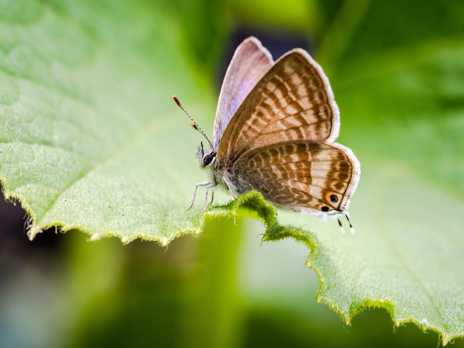 Long-tailed blue butterfly