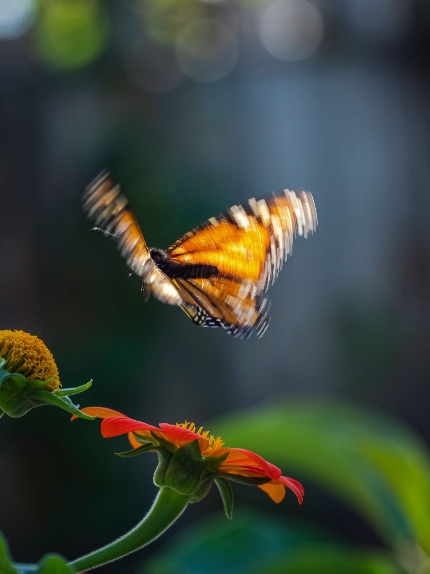 Monarch butterfly flight