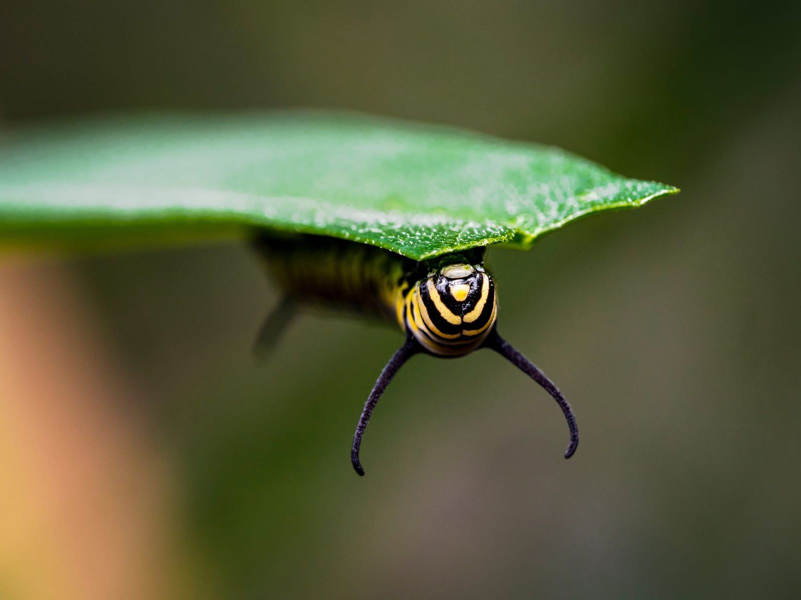 Monarch larvae caterpillar milkweed leaf