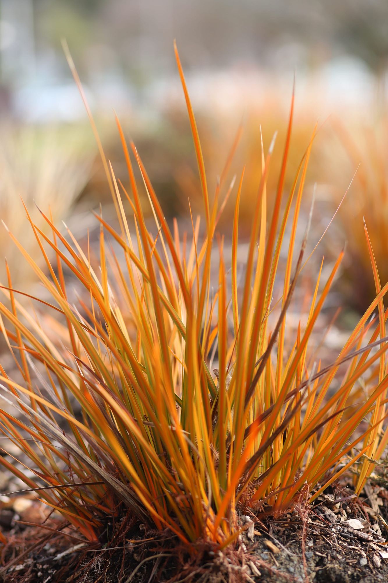 Ornamental grass