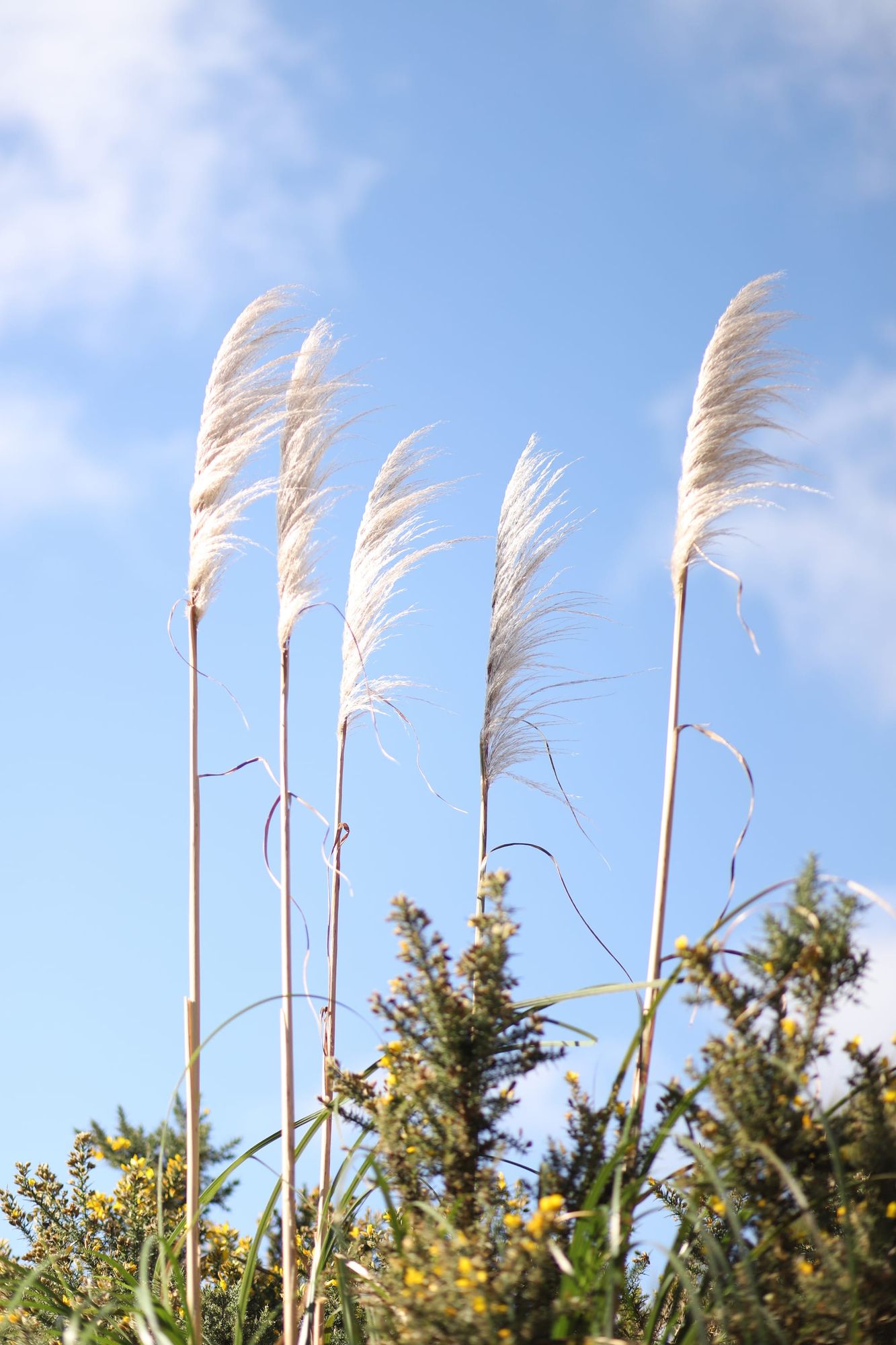 Pampas grass