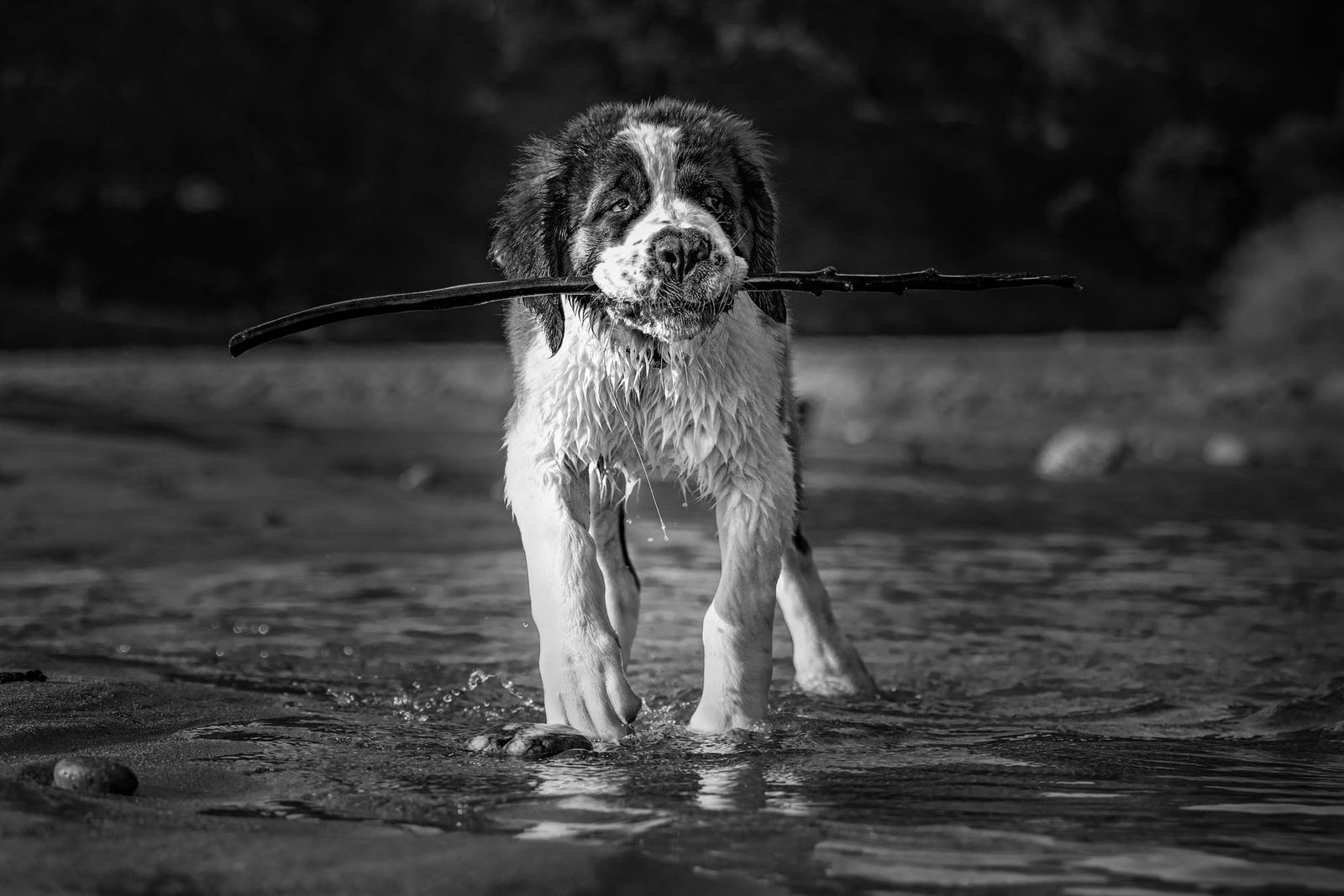 Saint Bernard dog is carrying a branch