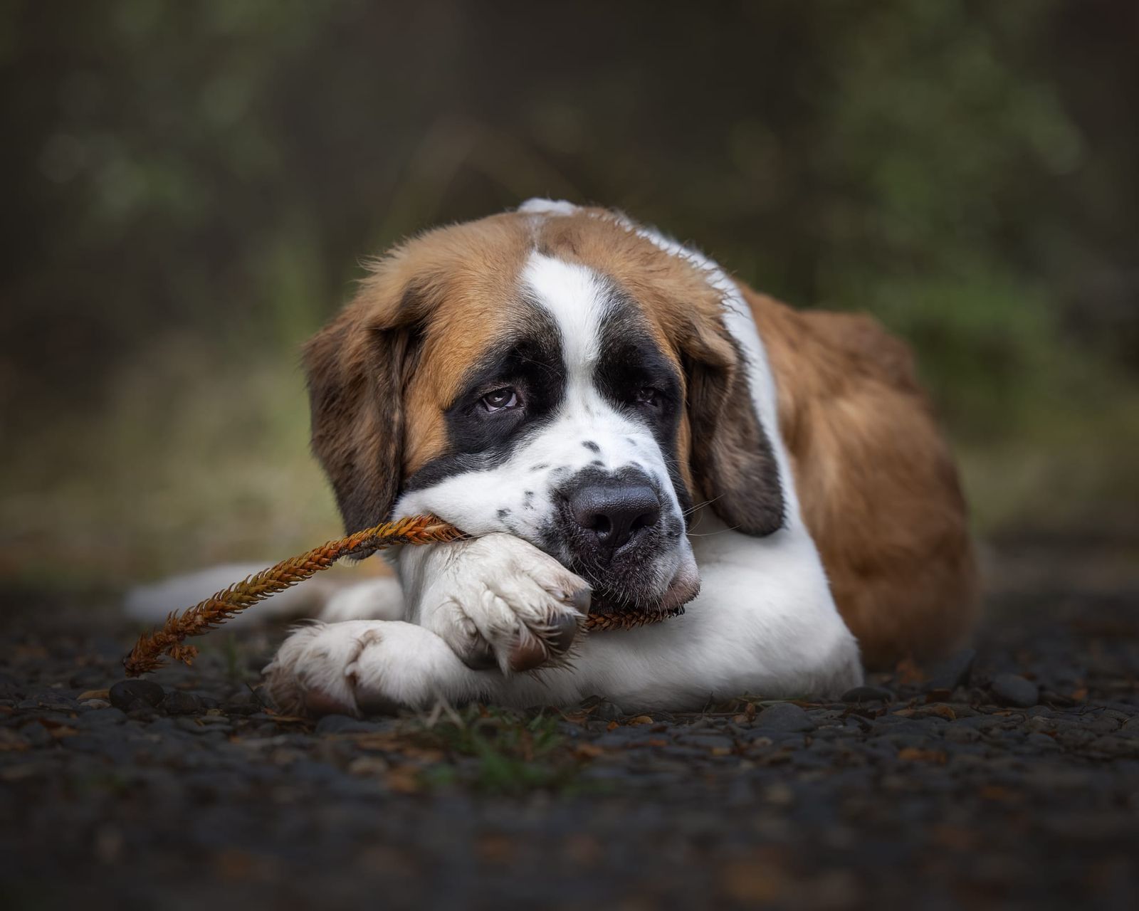 Saint Bernard dog