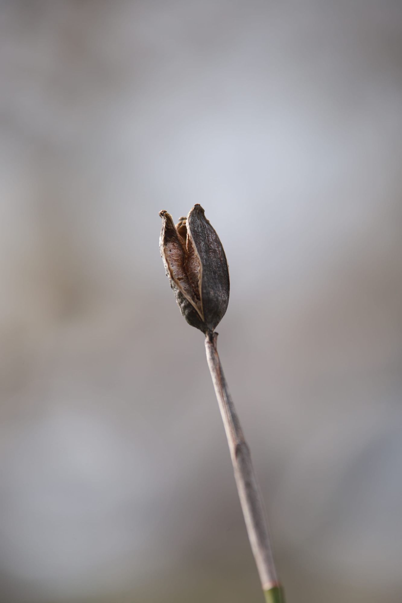 Seed pod