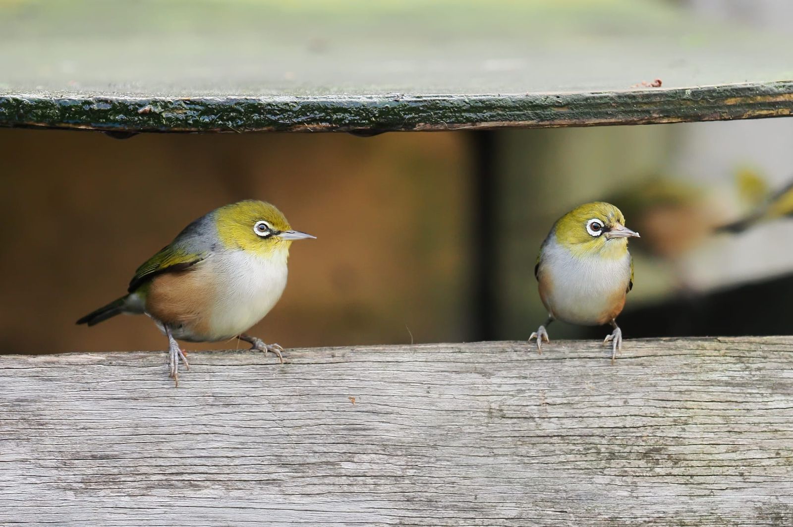 Silvereye Wax-eye Tauhou pair