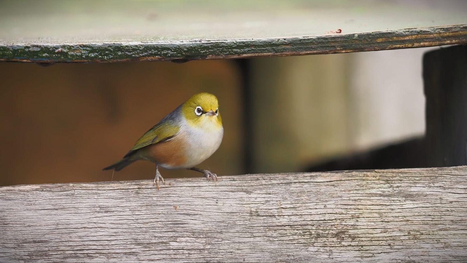 Silvereye Wax-eye Tauhou