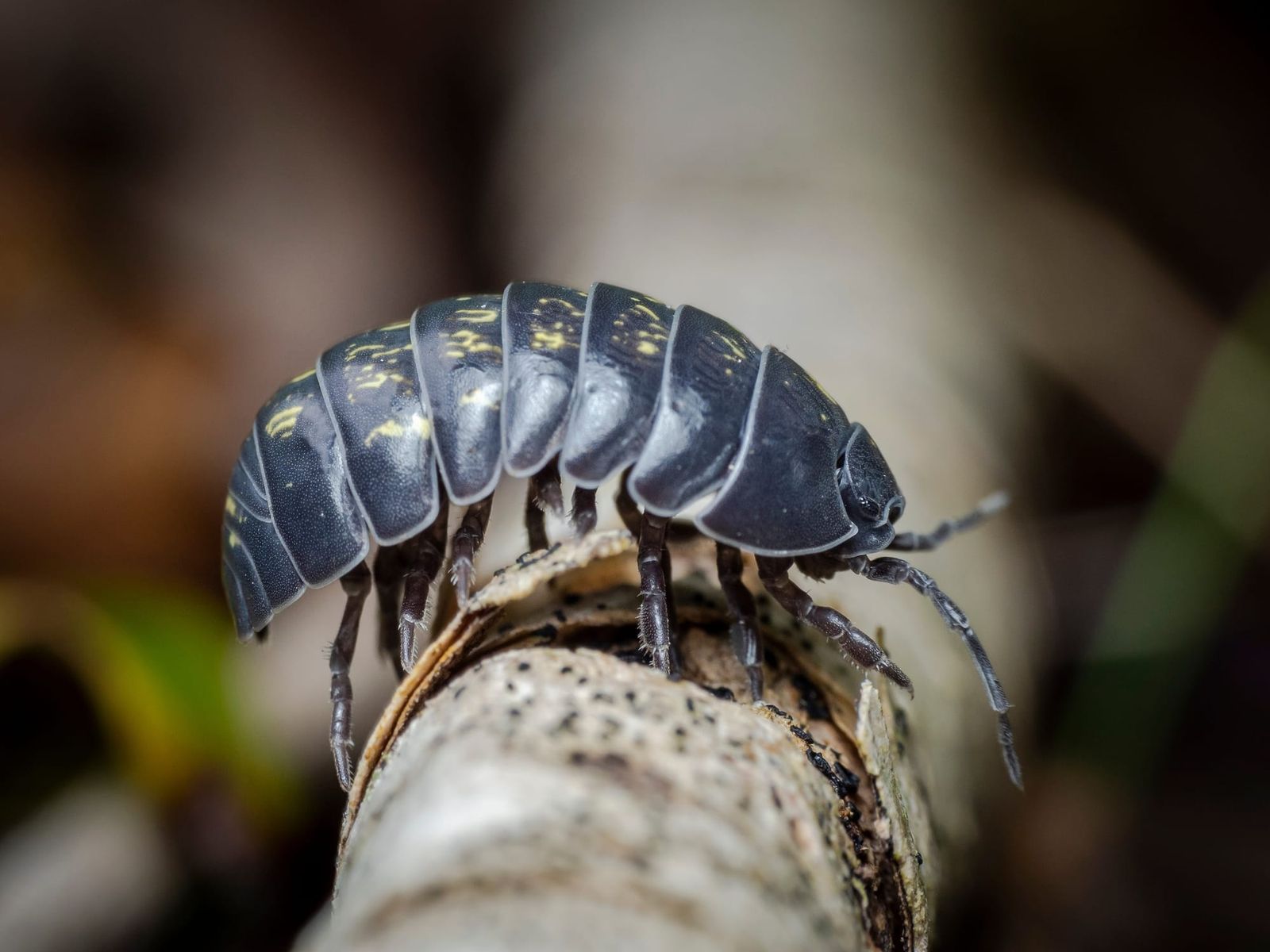 Slater Woodlice Isopoda Papapa