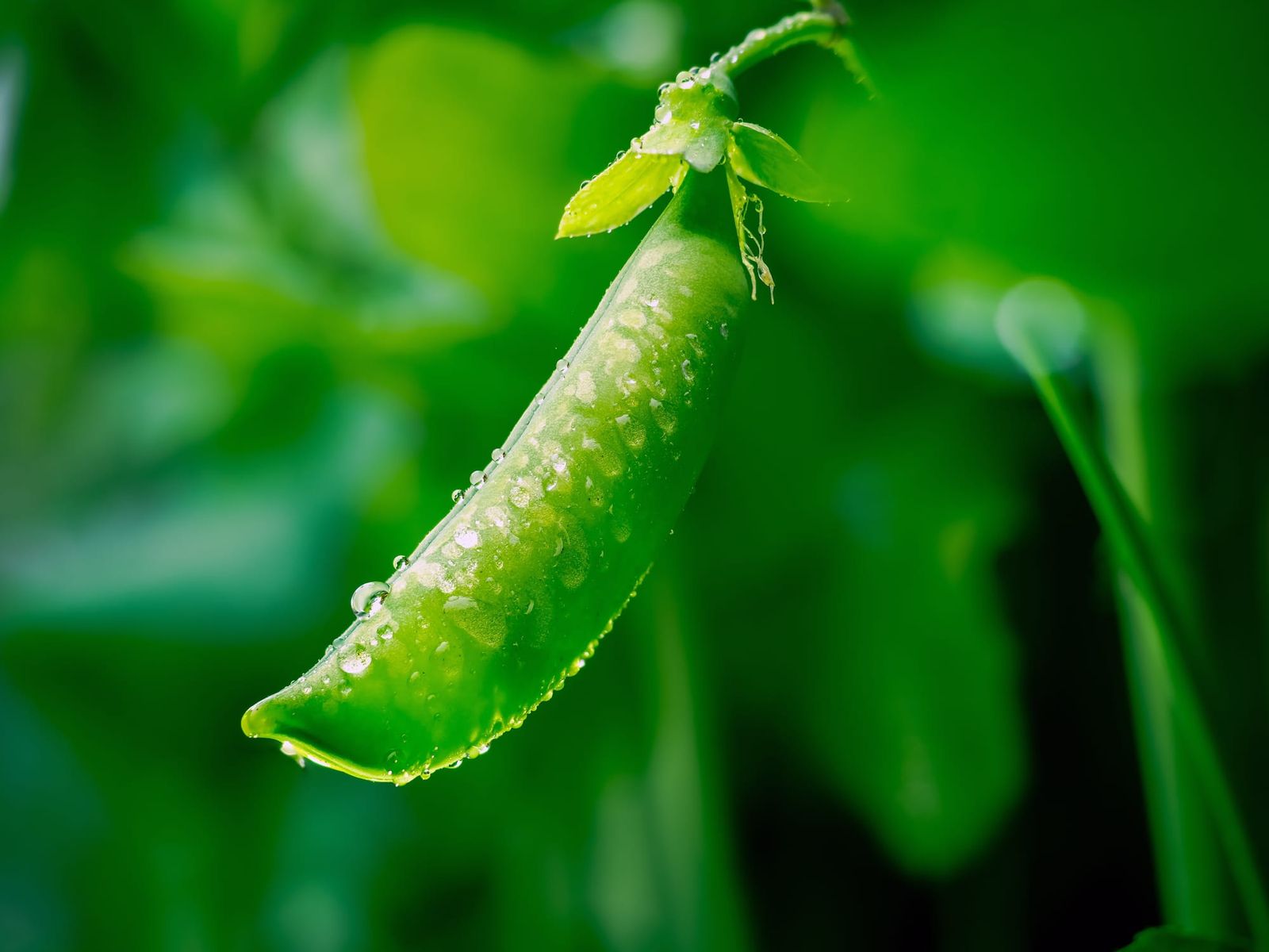 Snow pea pod home garden