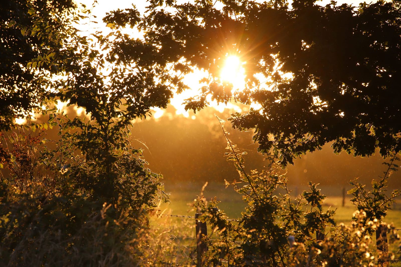 Sunlight through foliage