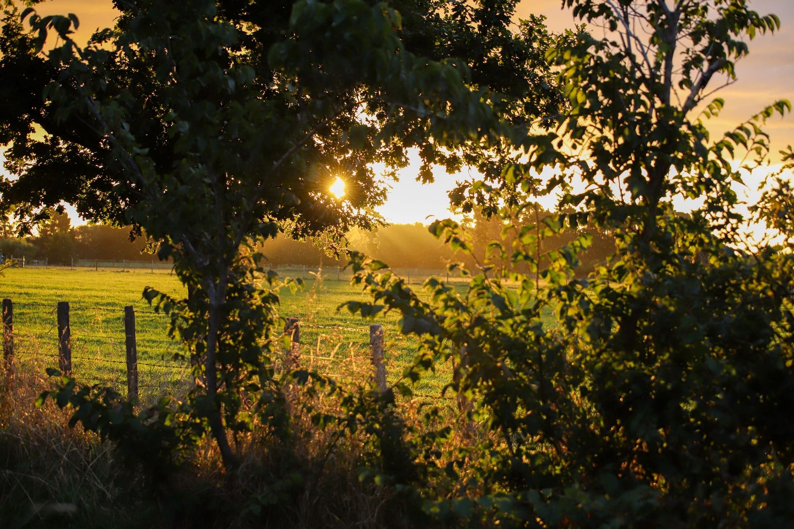 Sunset over pasture and trees