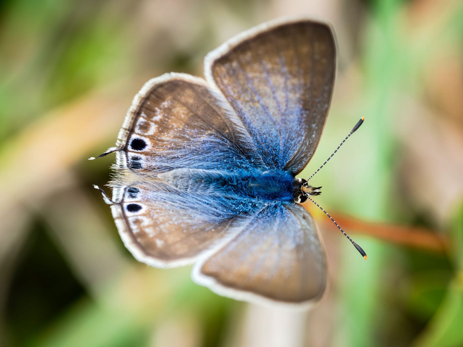 Topside long-tailed blue butterfly